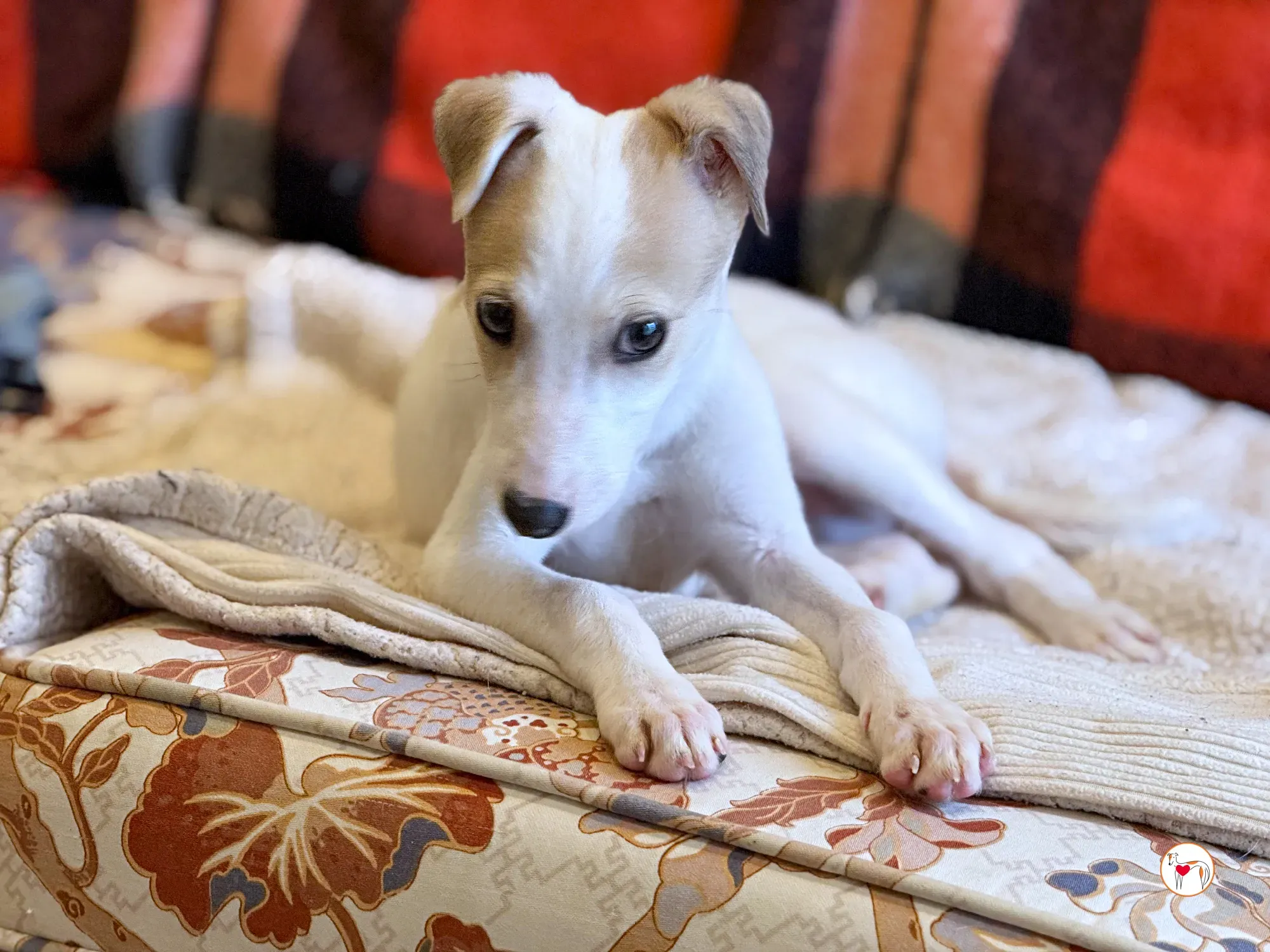 bianca grey cucciolo adozione 8