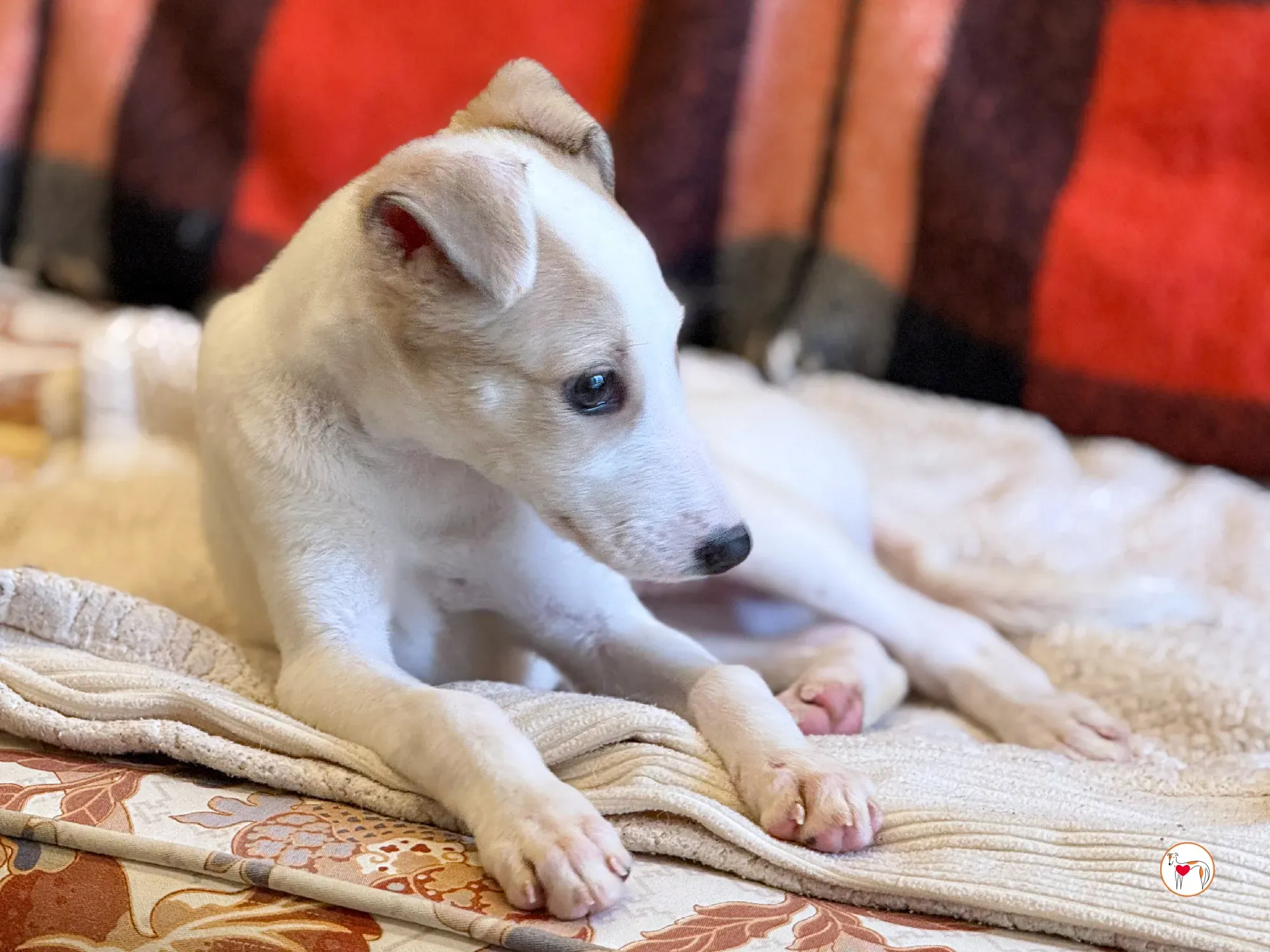 bianca grey cucciolo adozione 9