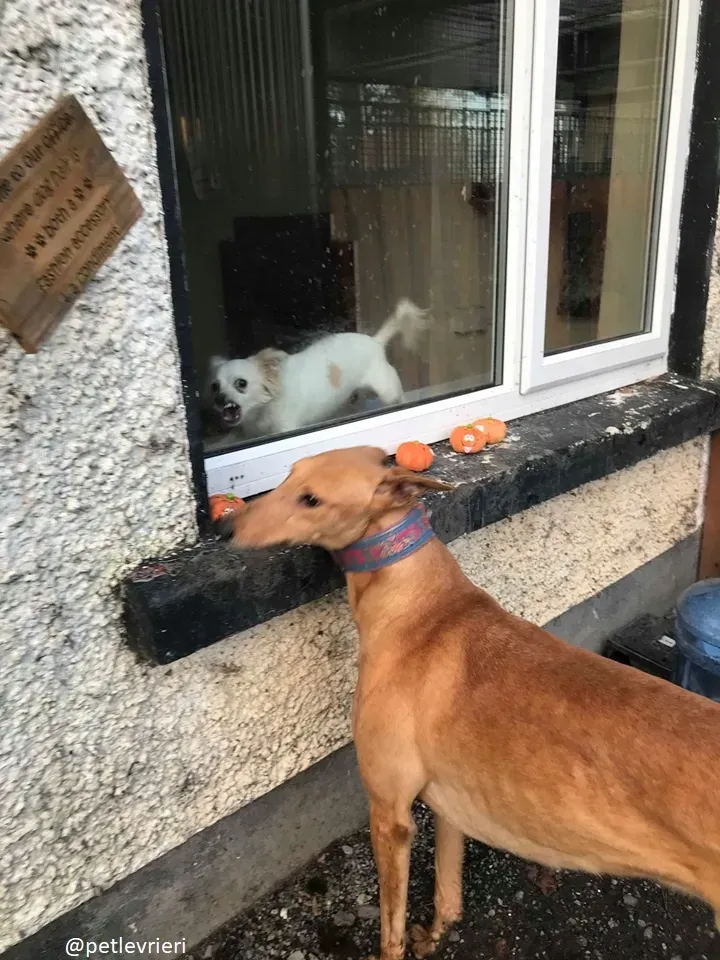 bianchi adozione greyhound 2