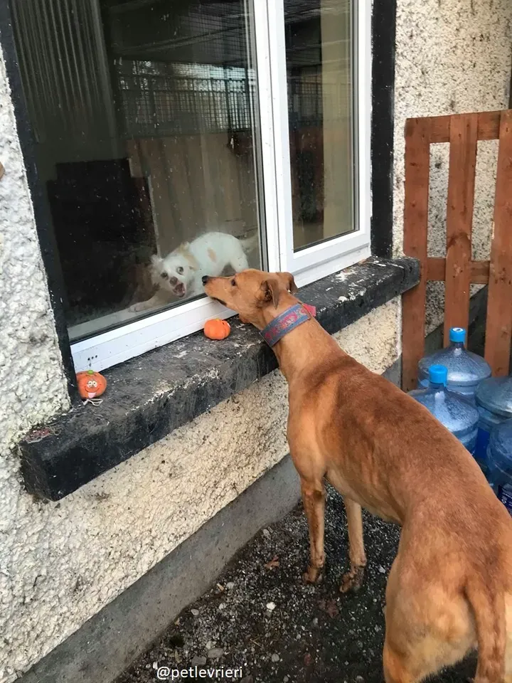 bianchi adozione greyhound