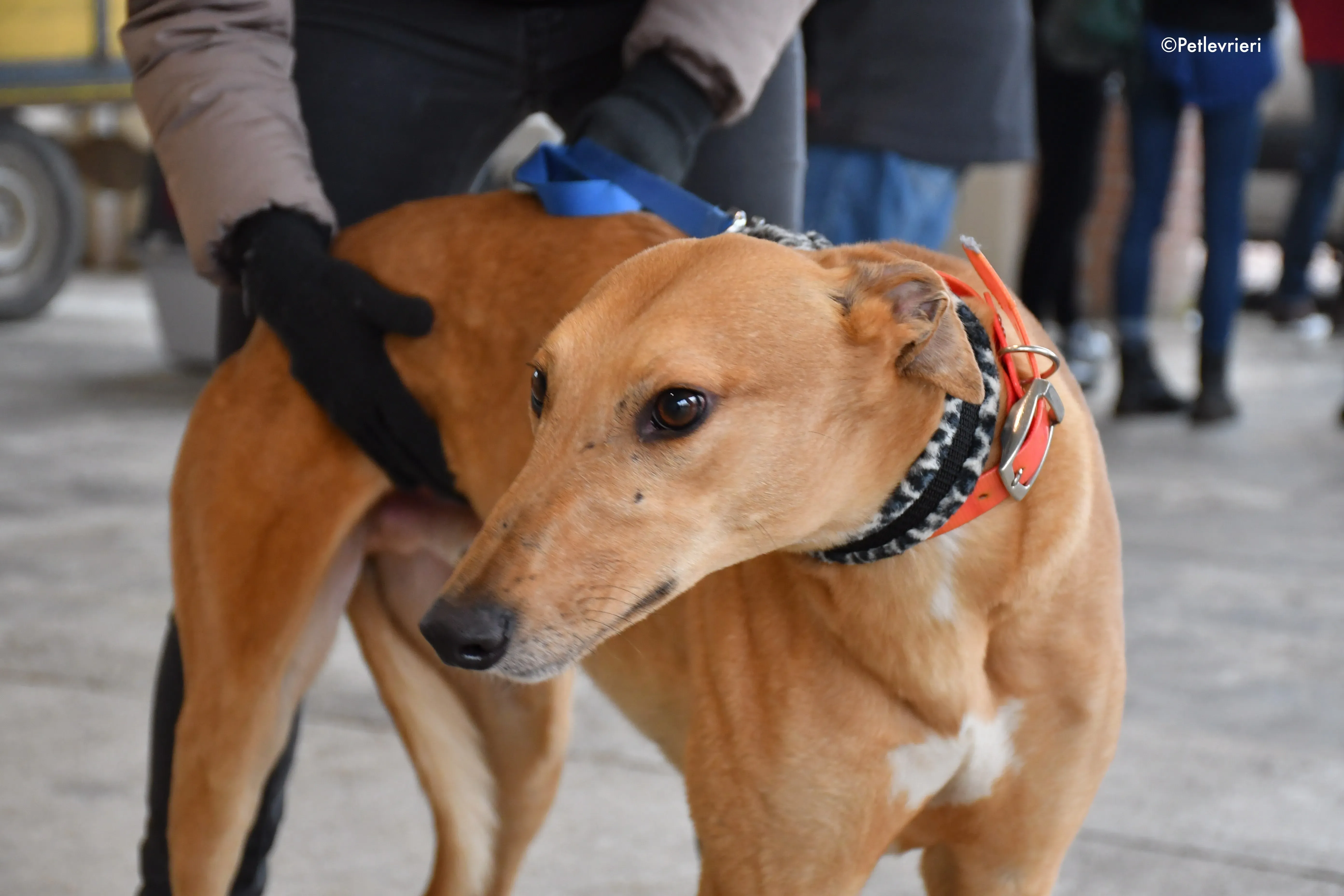 bianchi grehound adoption day 1