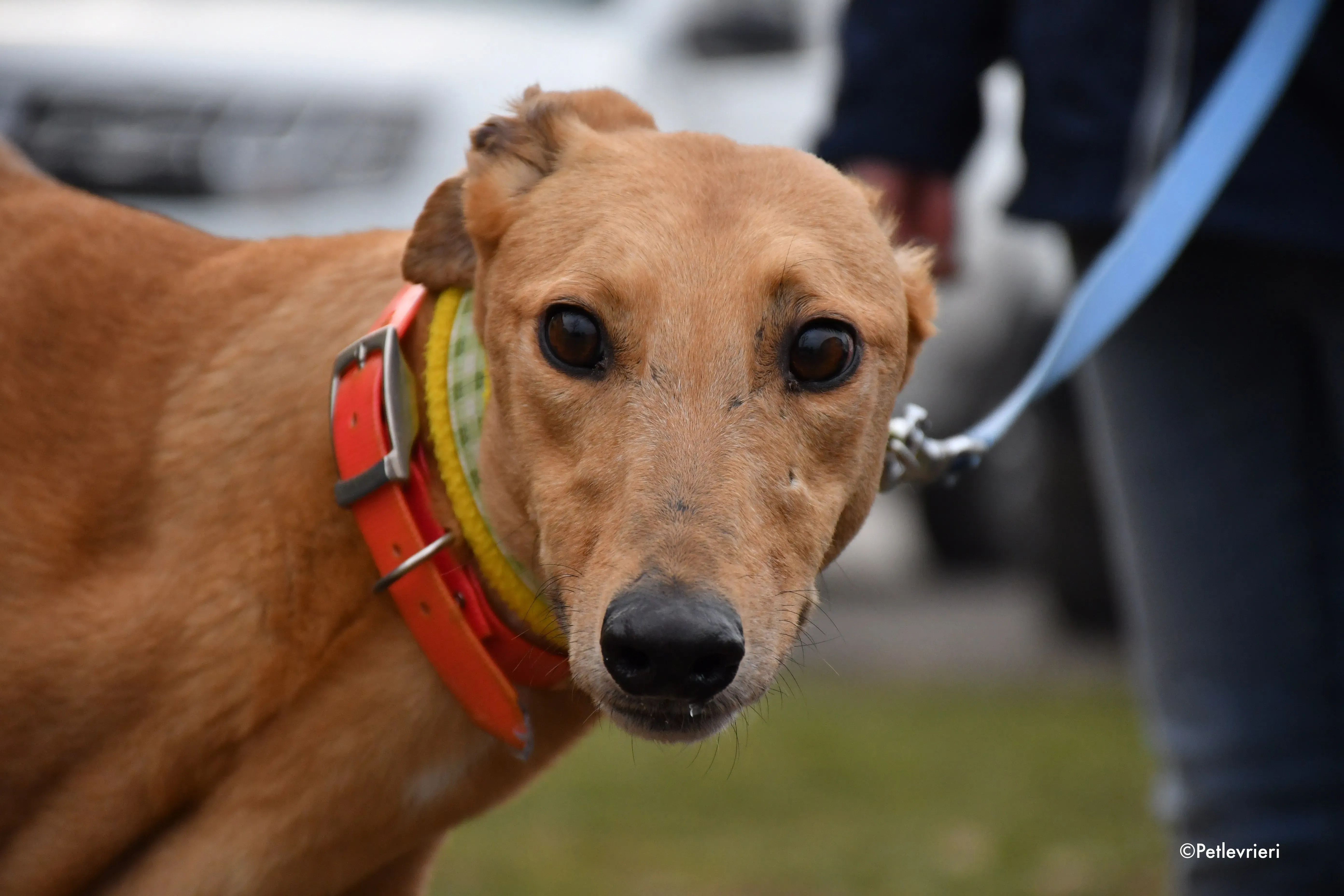 bianchi greyhound adoption day 1