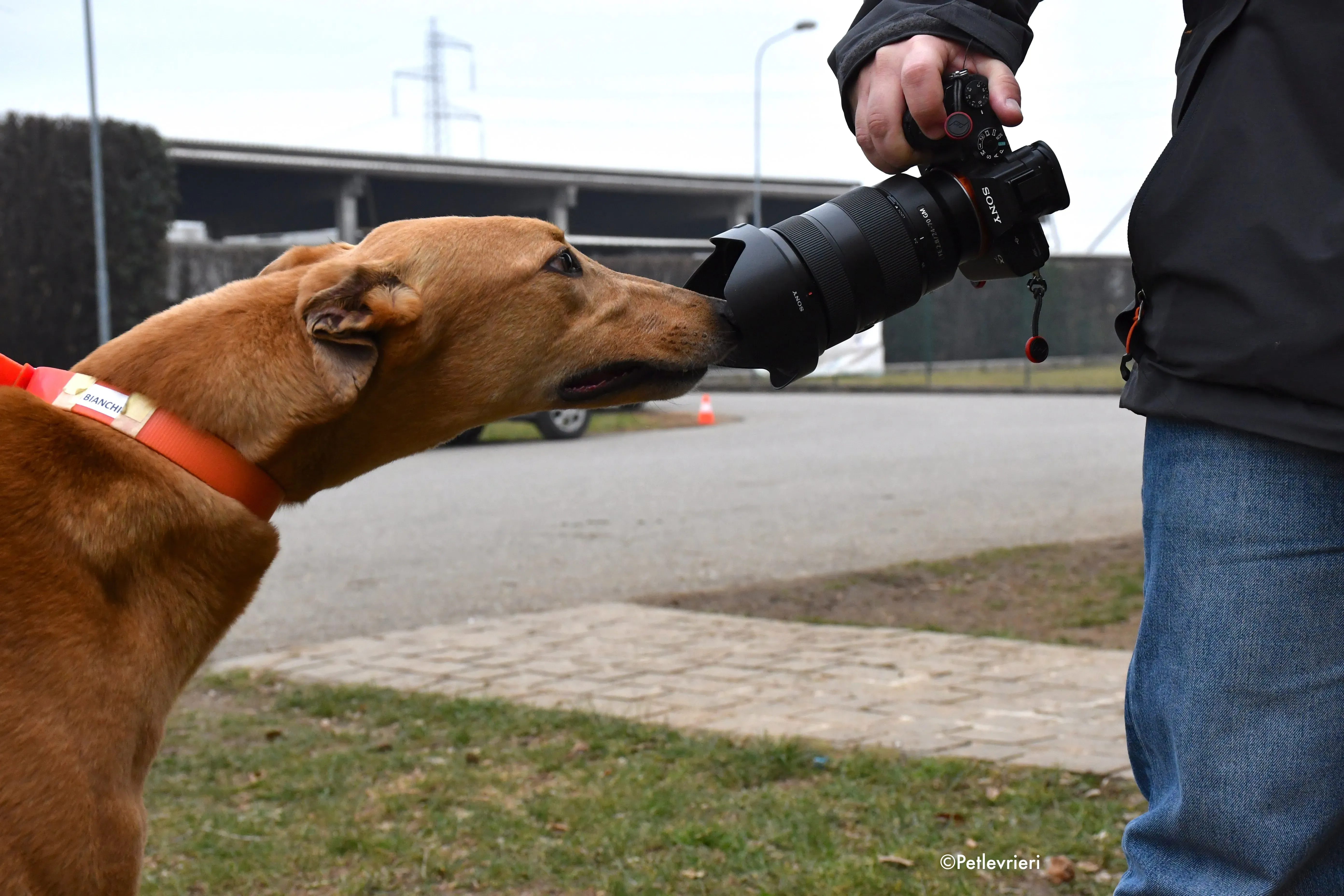 bianchi greyhound adoption day 10