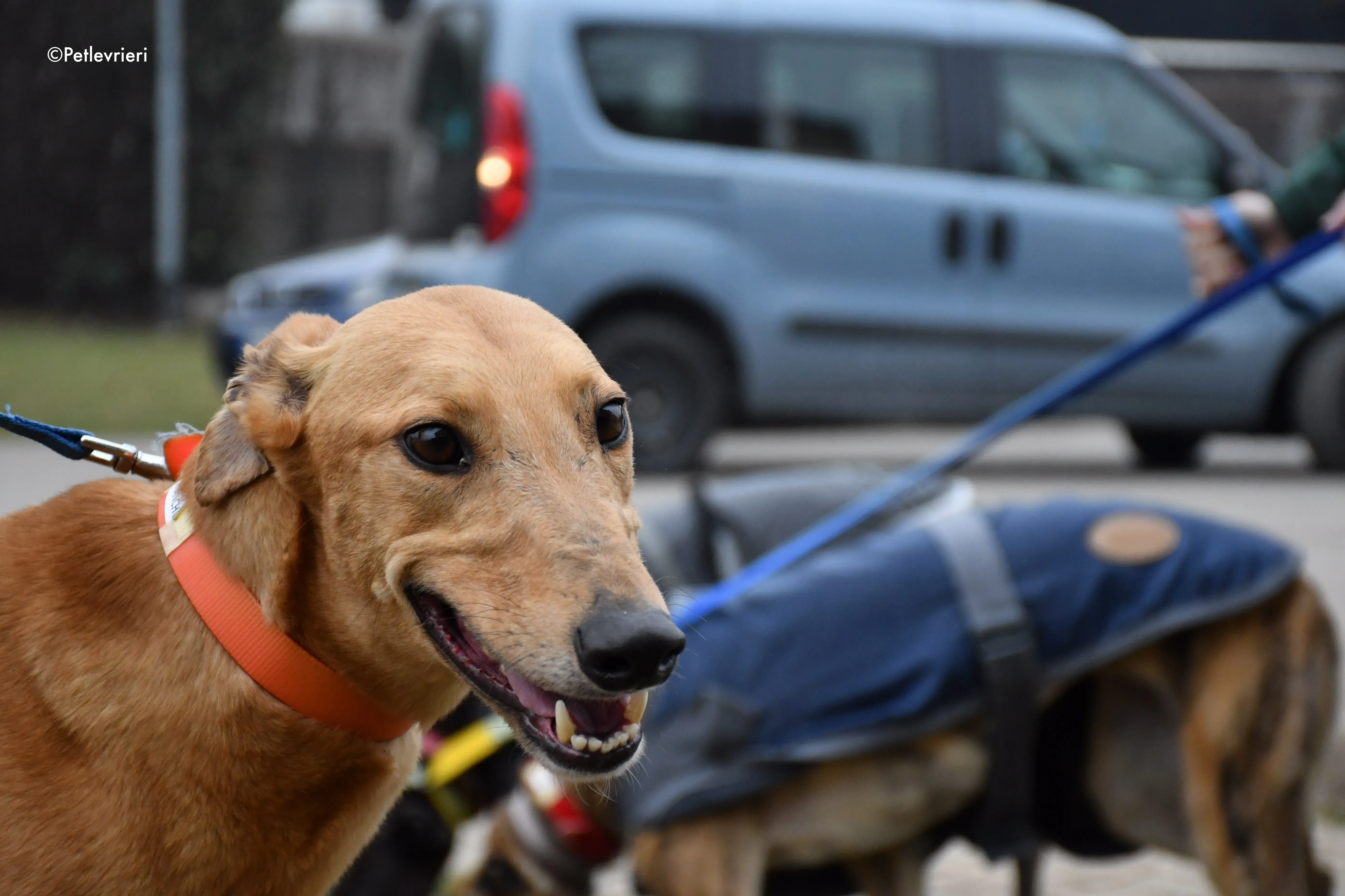 bianchi greyhound adoption day 12