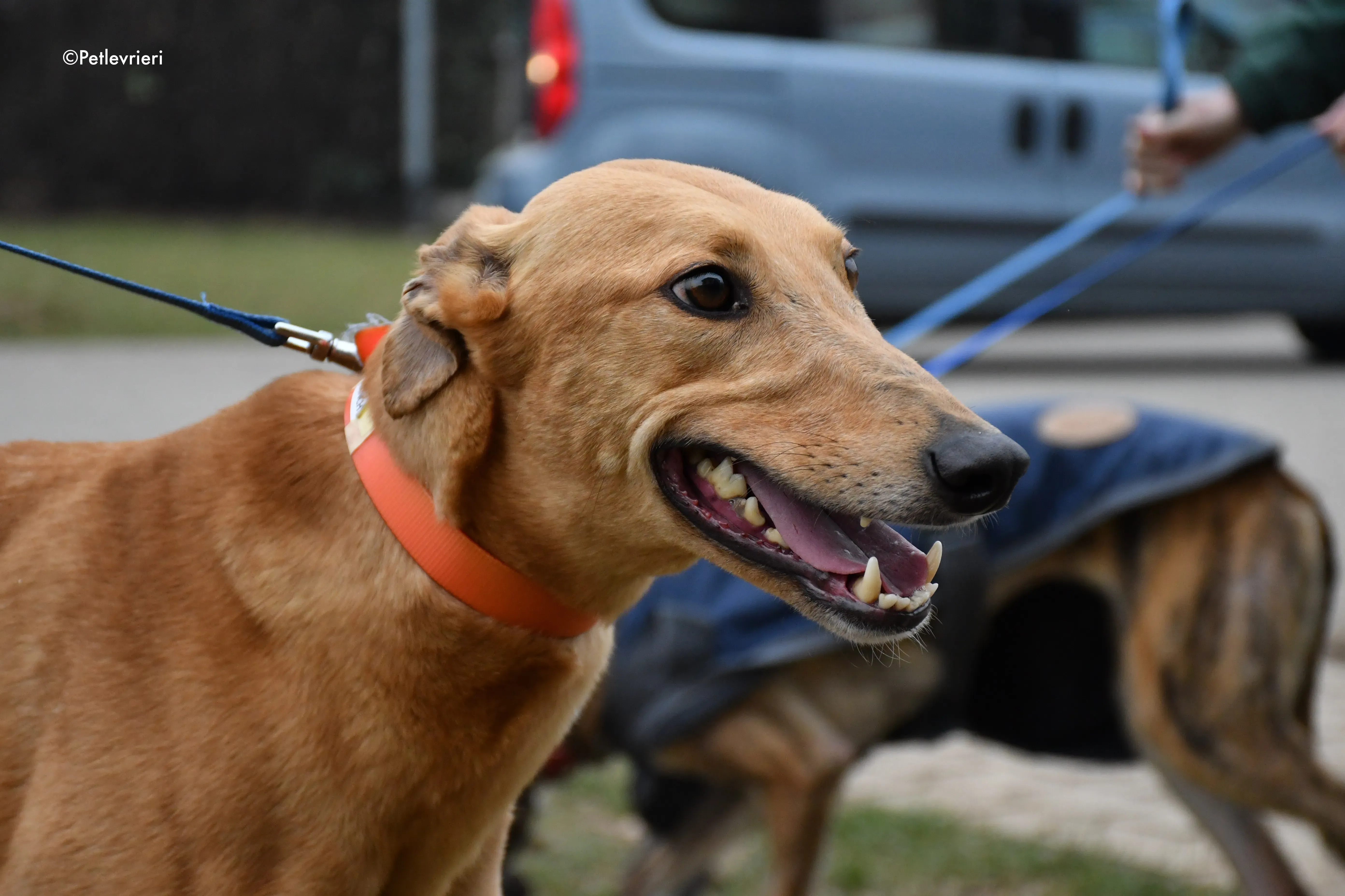 bianchi greyhound adoption day 13