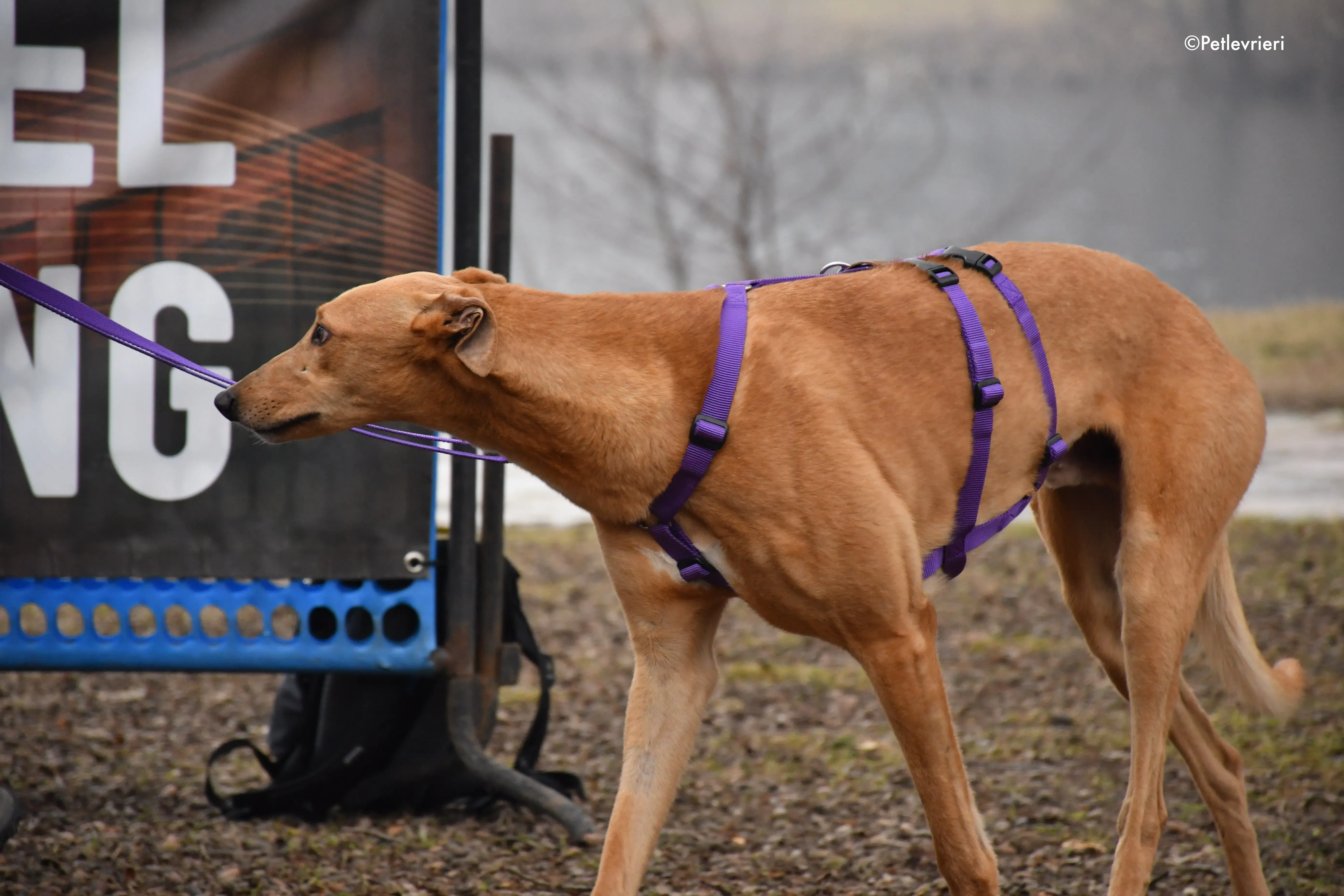 bianchi greyhound adoption day 15
