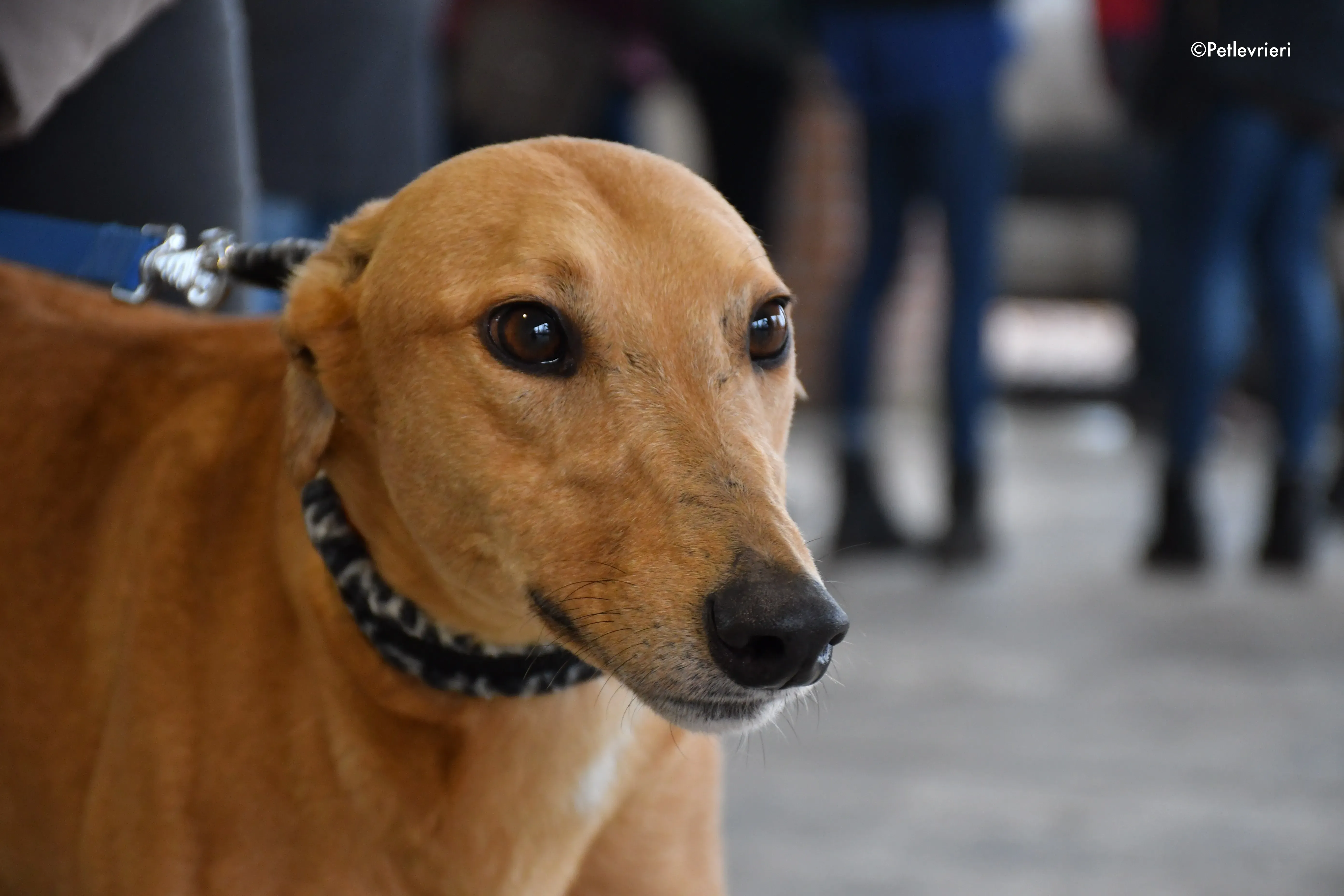 bianchi greyhound adoption day 2 1