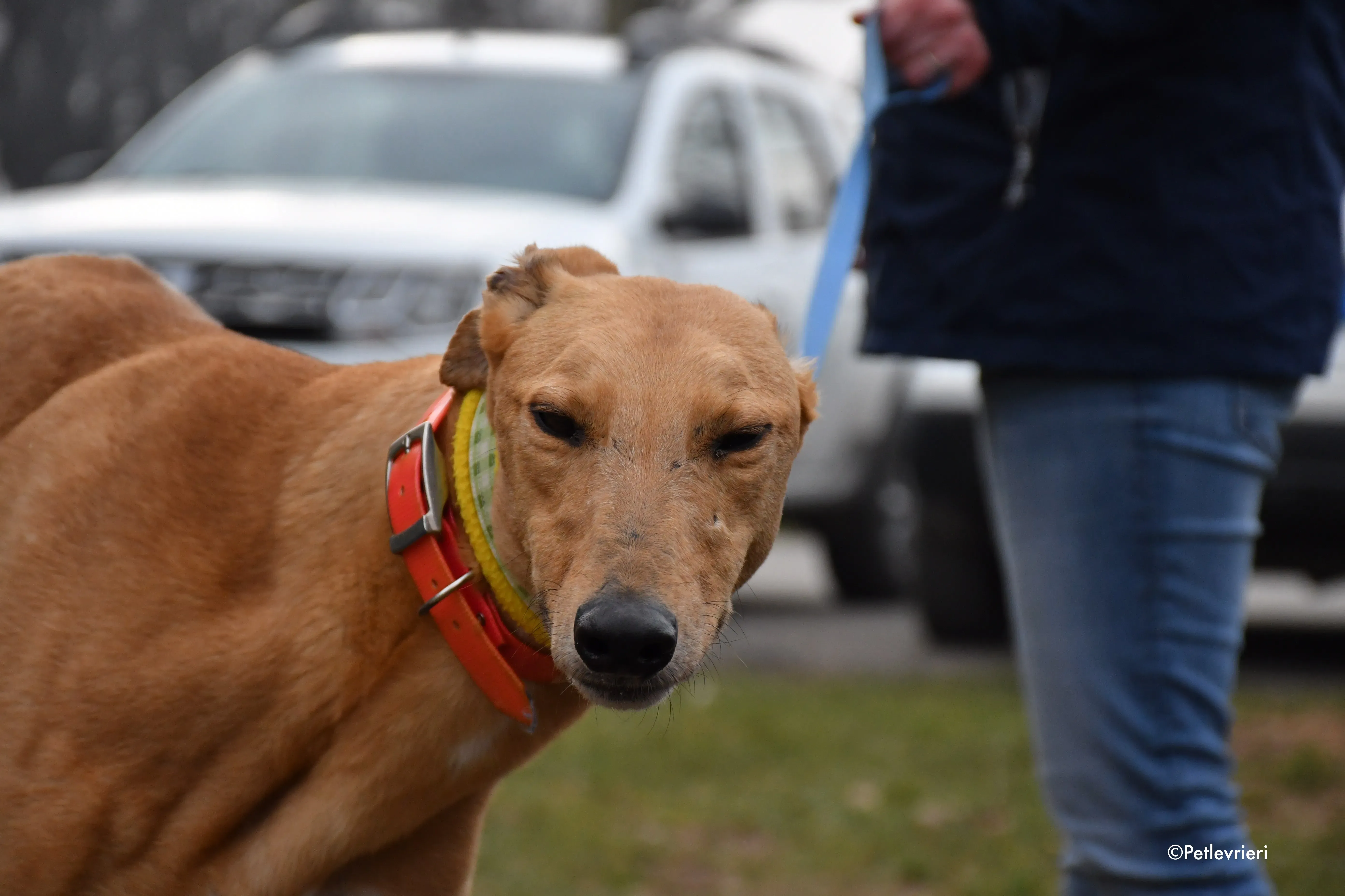 bianchi greyhound adoption day 2
