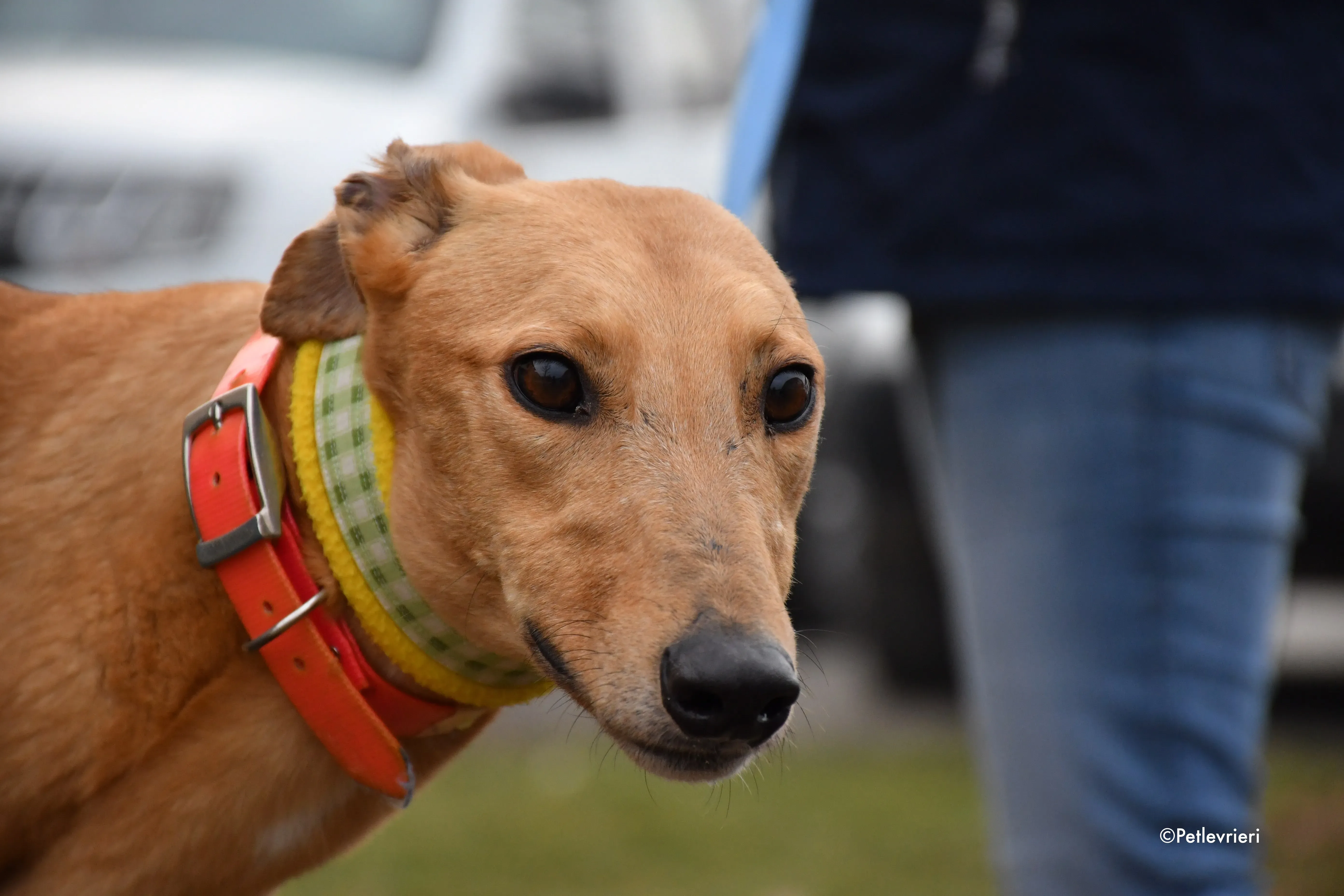 bianchi greyhound adoption day 3