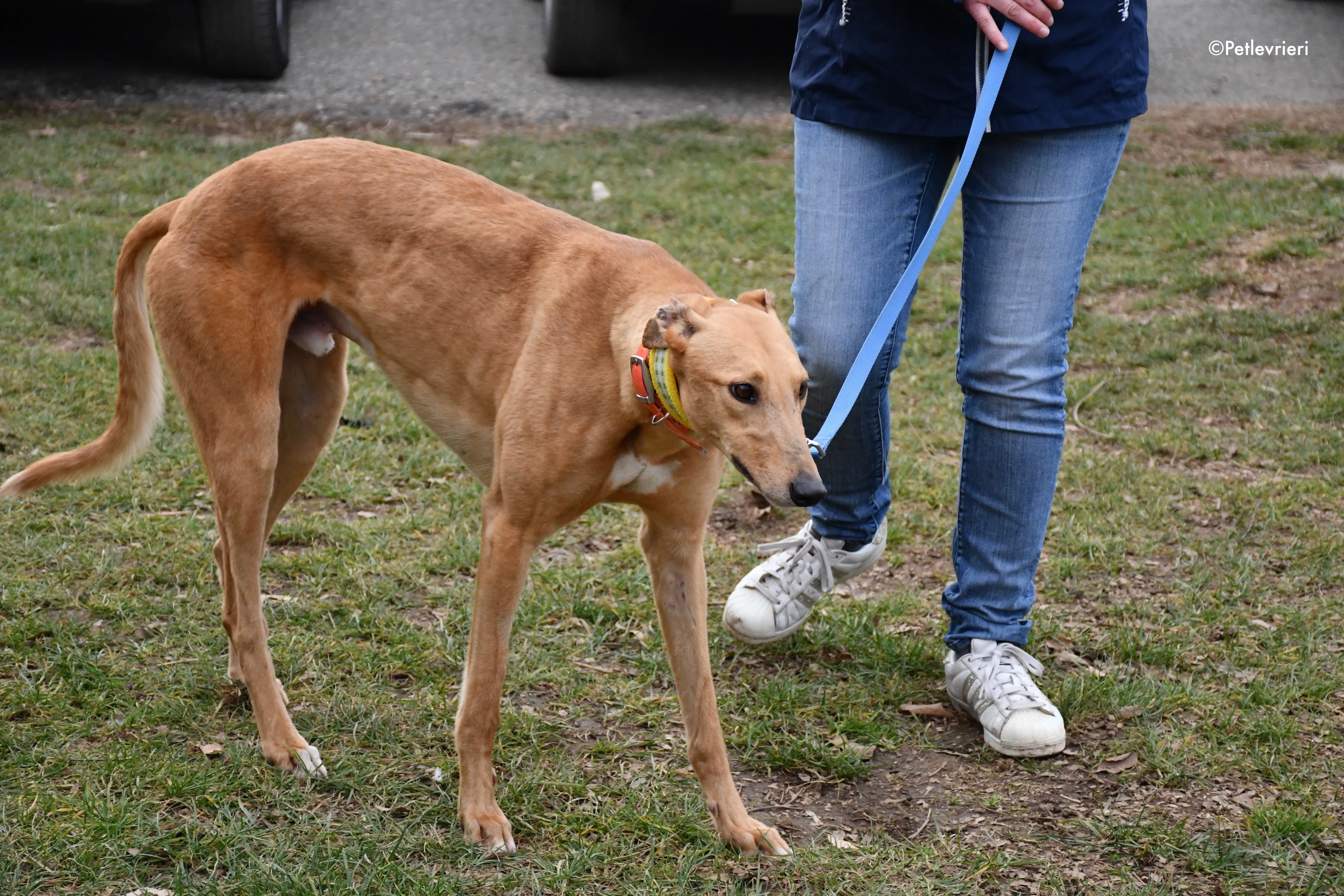 bianchi greyhound adoption day 4