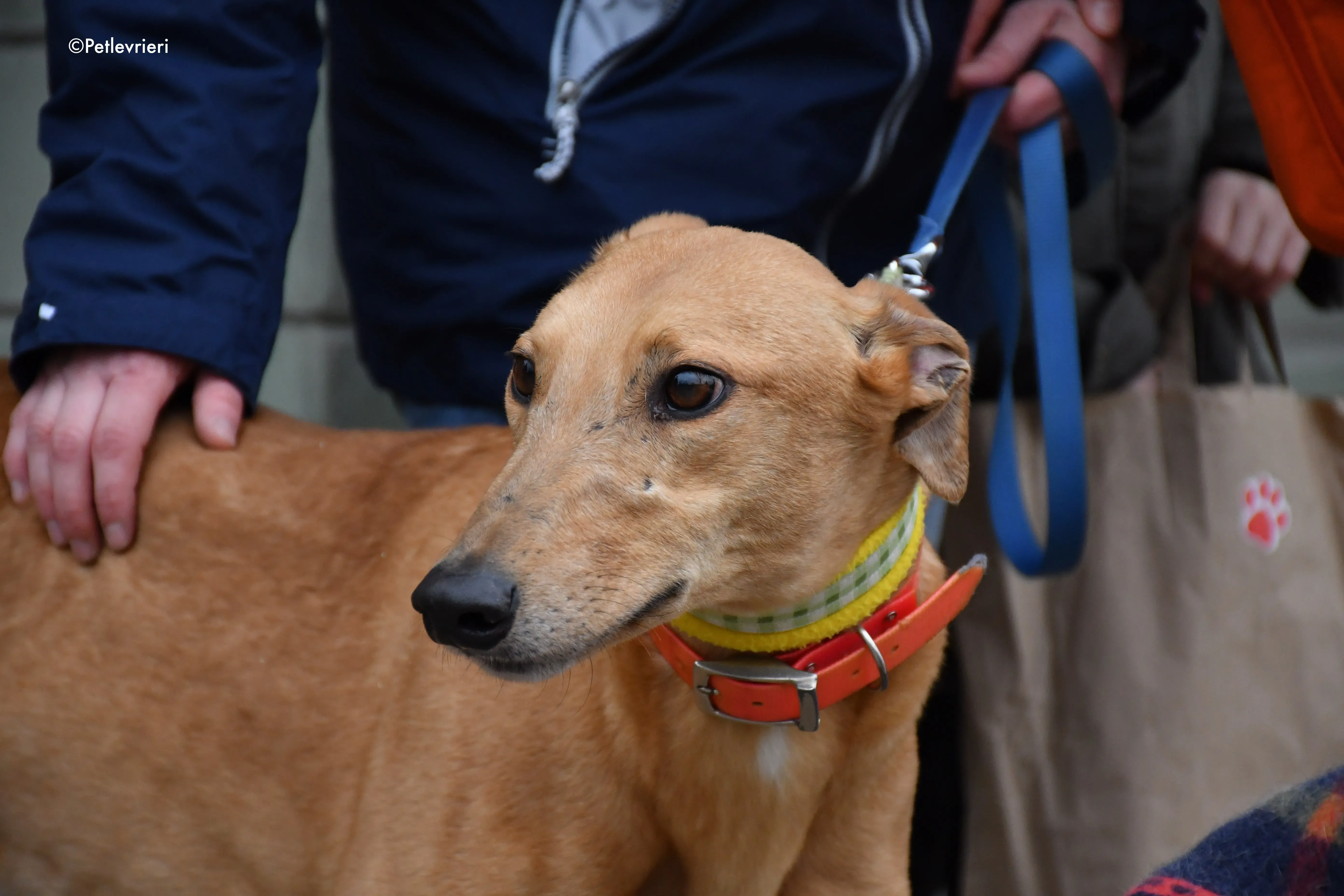 bianchi greyhound adoption day 5