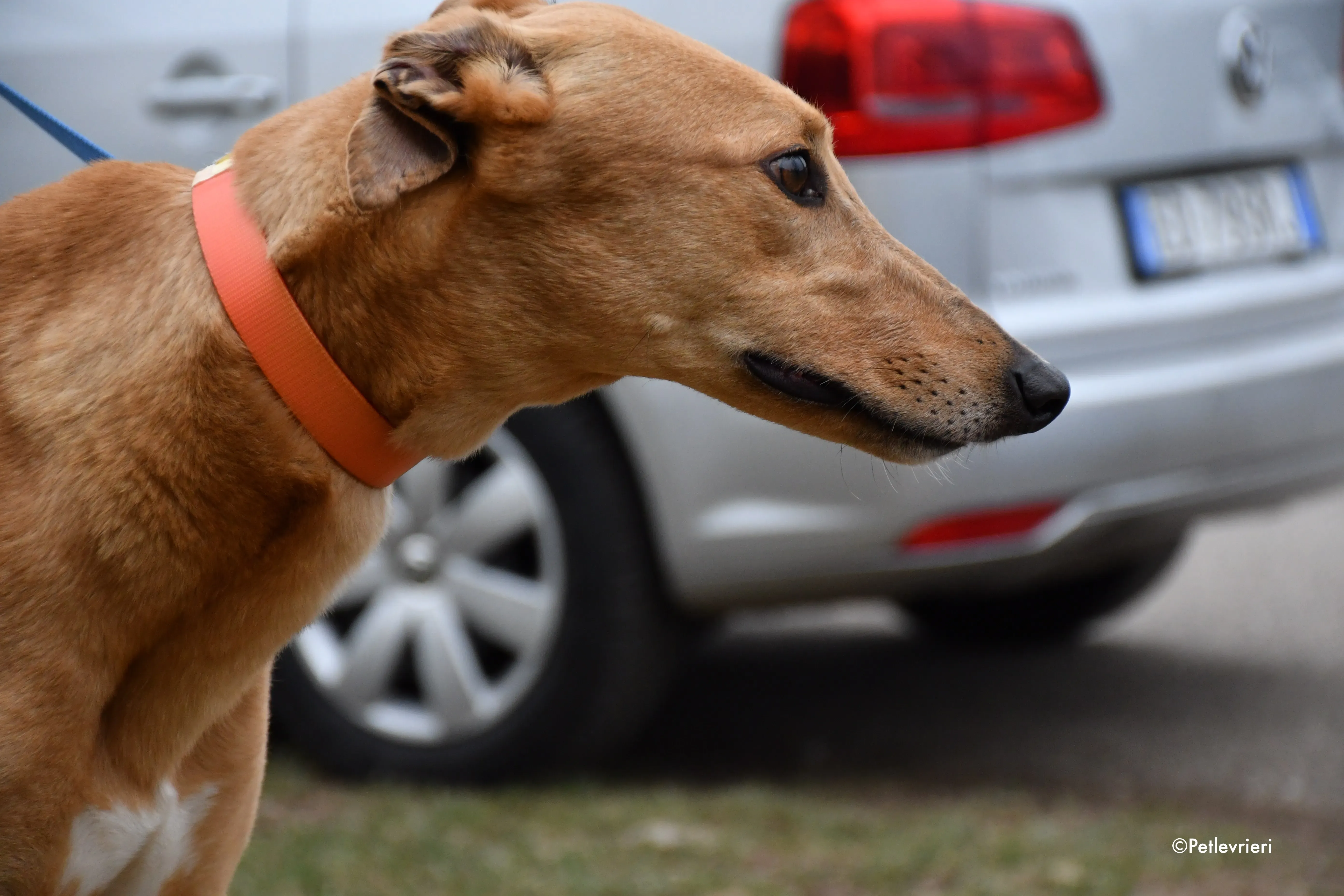 bianchi greyhound adoption day 6