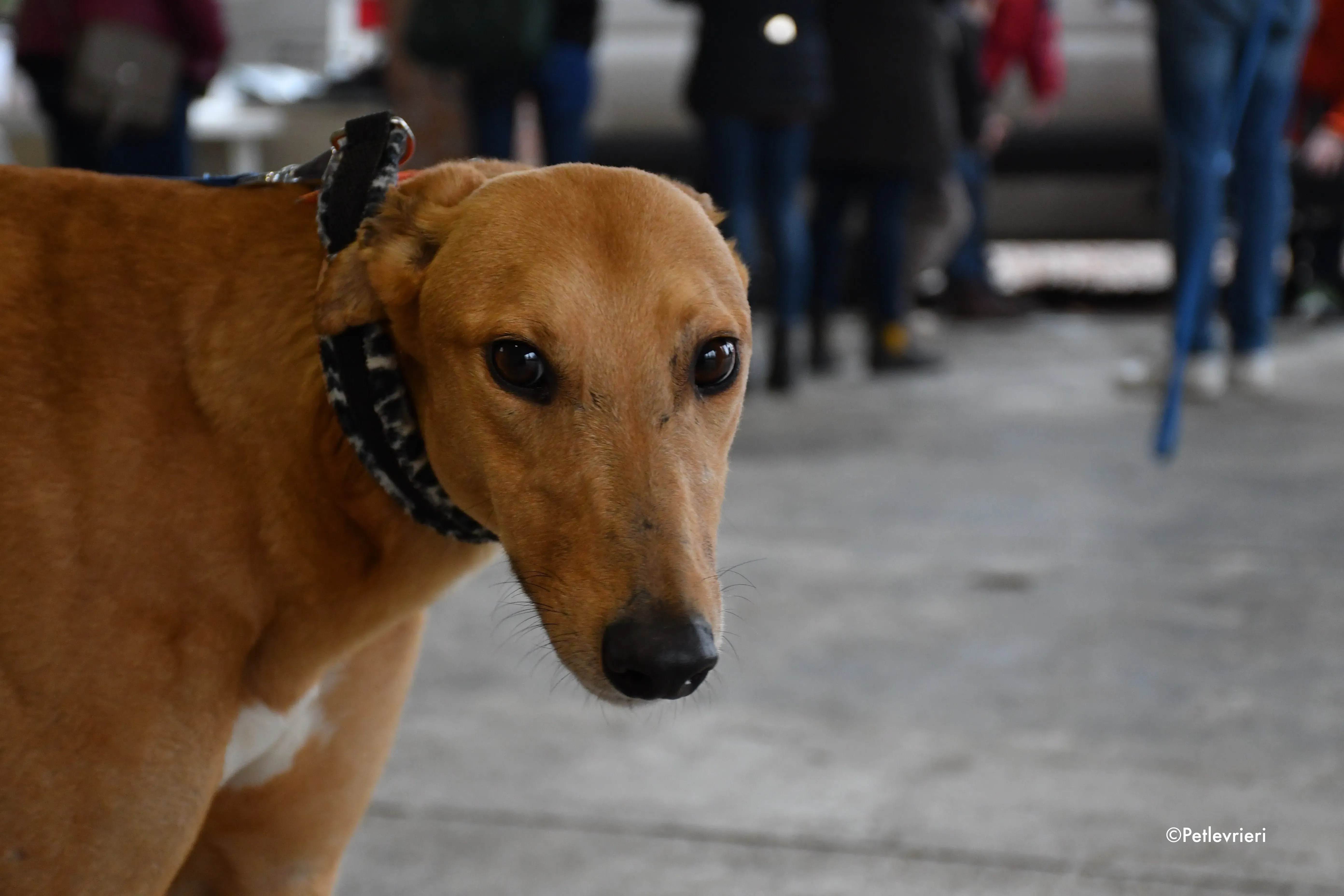 bianchi greyhound adoption day 7 1
