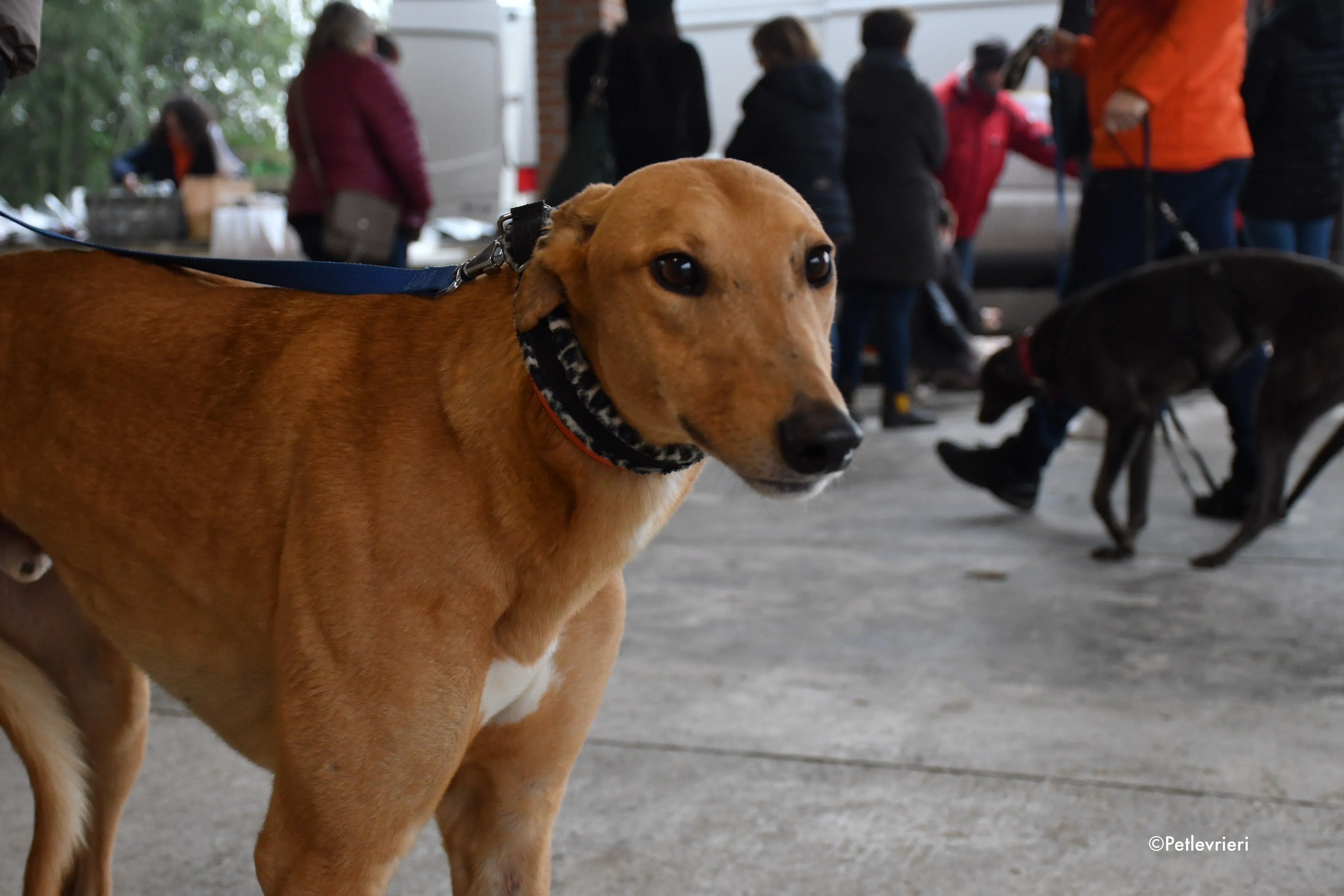 bianchi greyhound adoption day 8 1