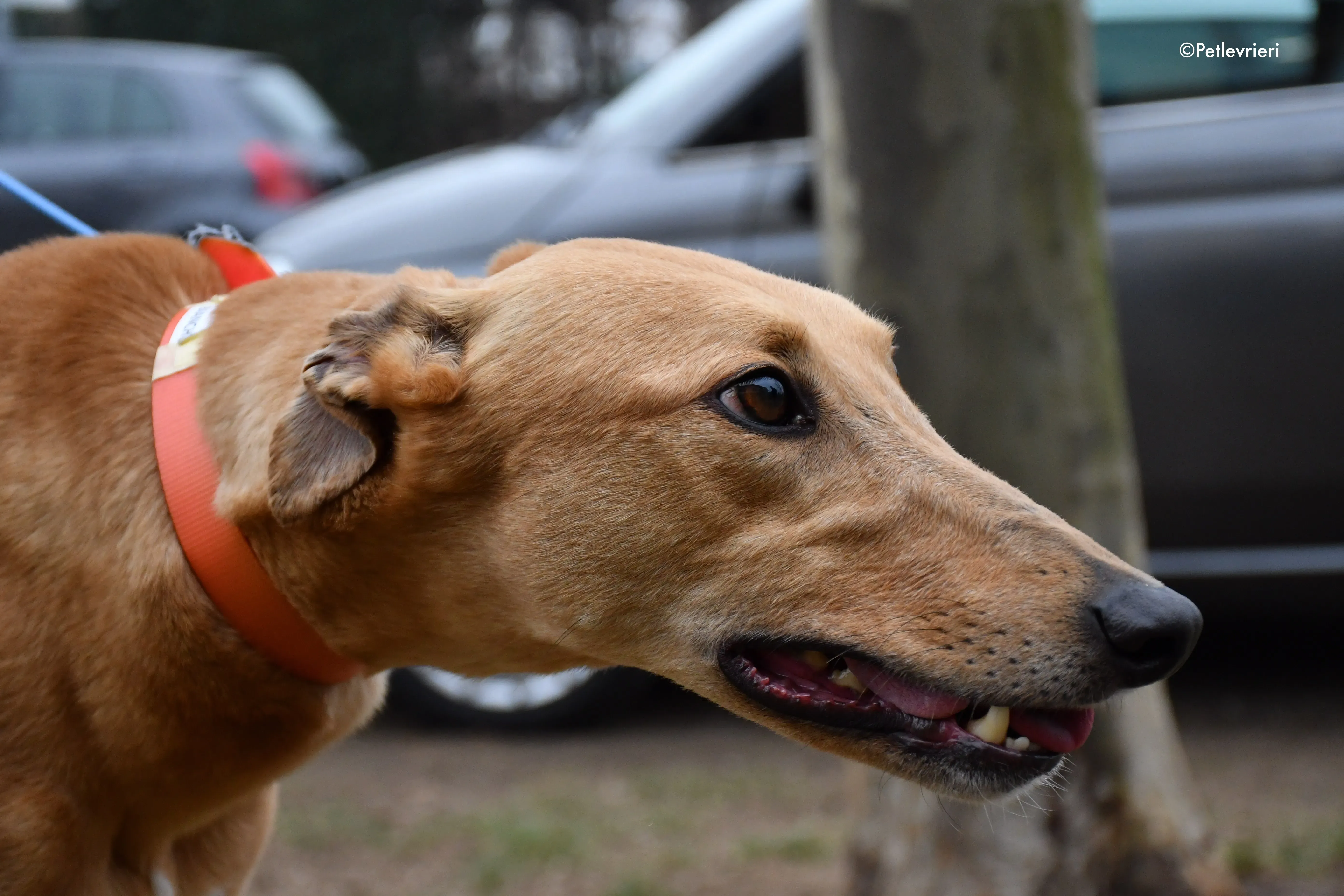 bianchi greyhound adoption day 9
