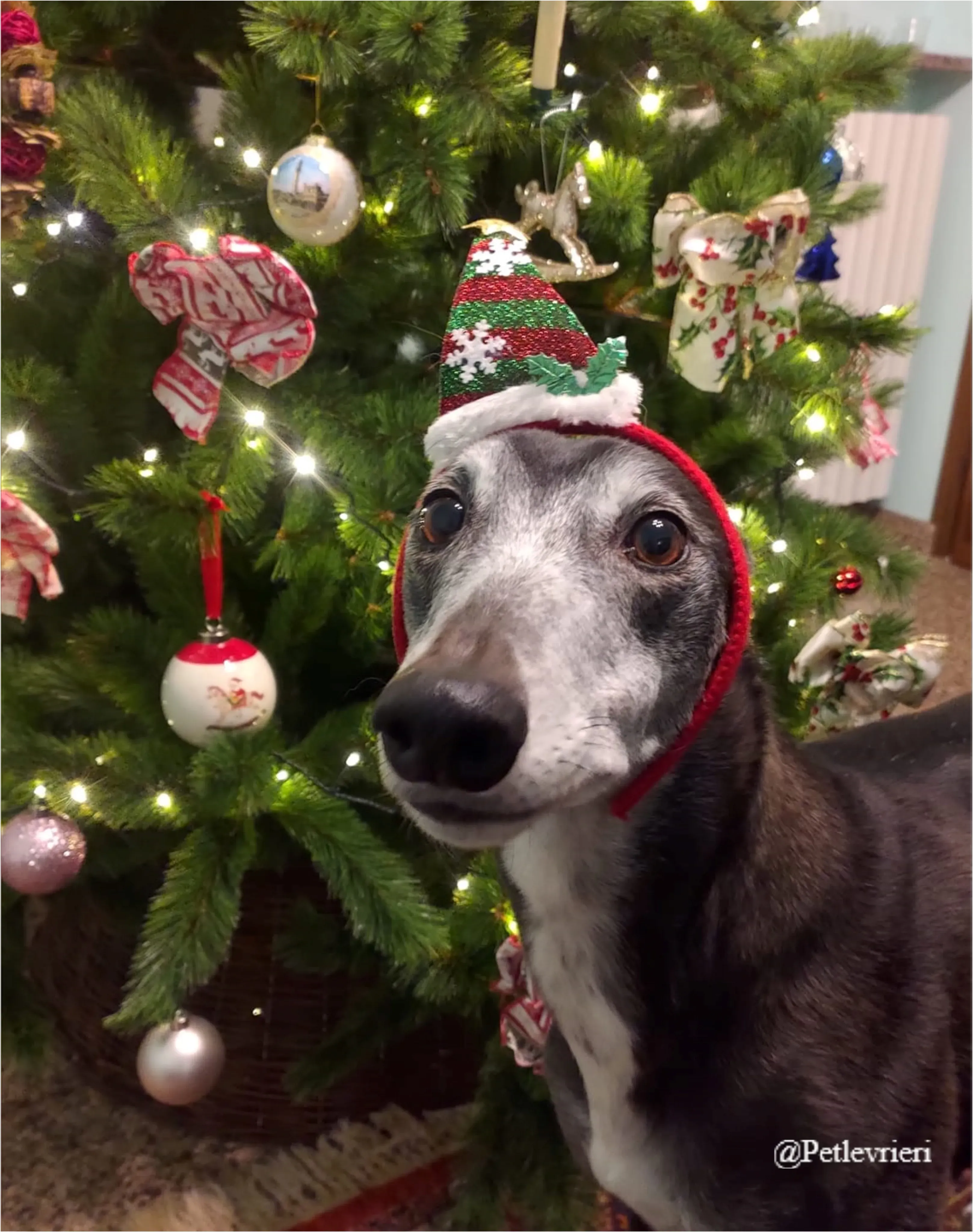 biddy pet levrieri natale 2021