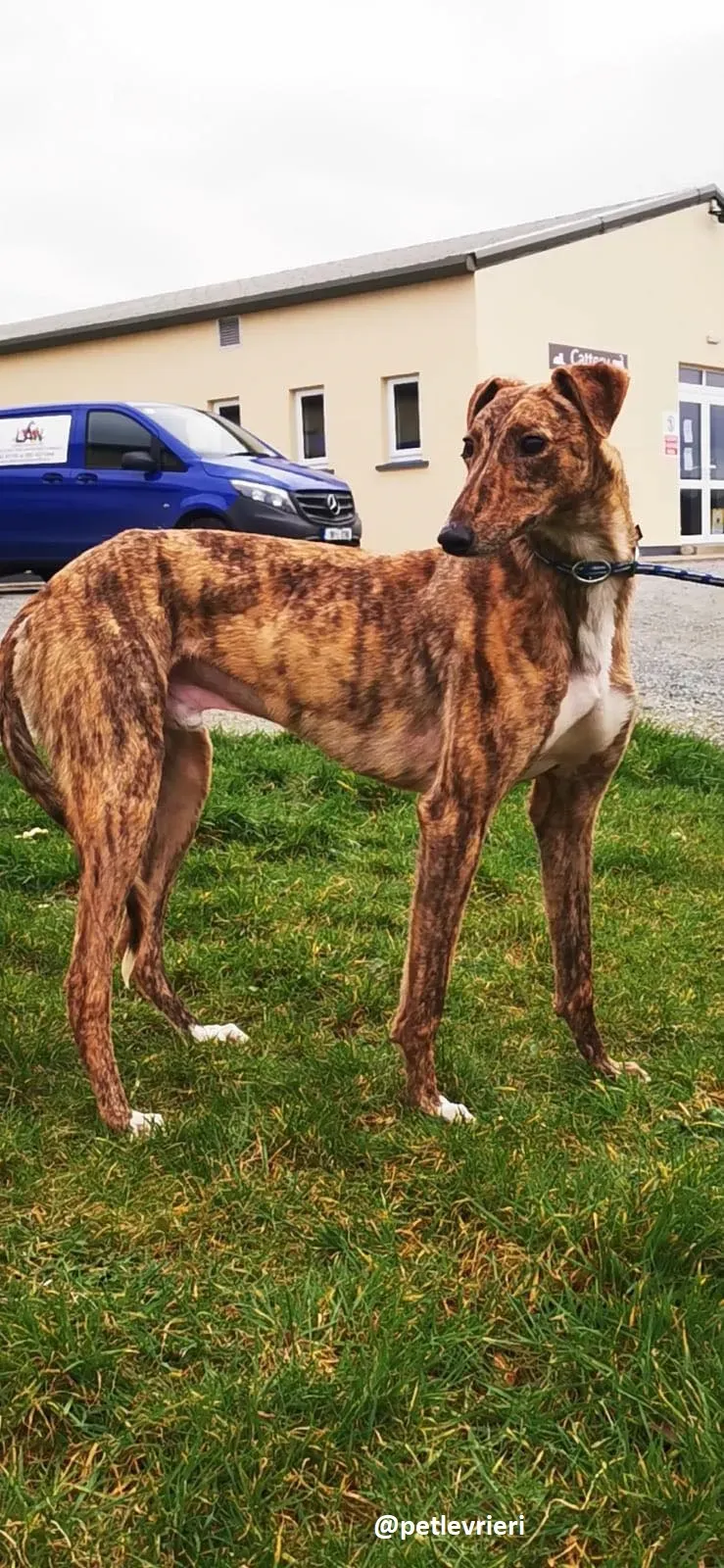 biden adozione greyhound 1