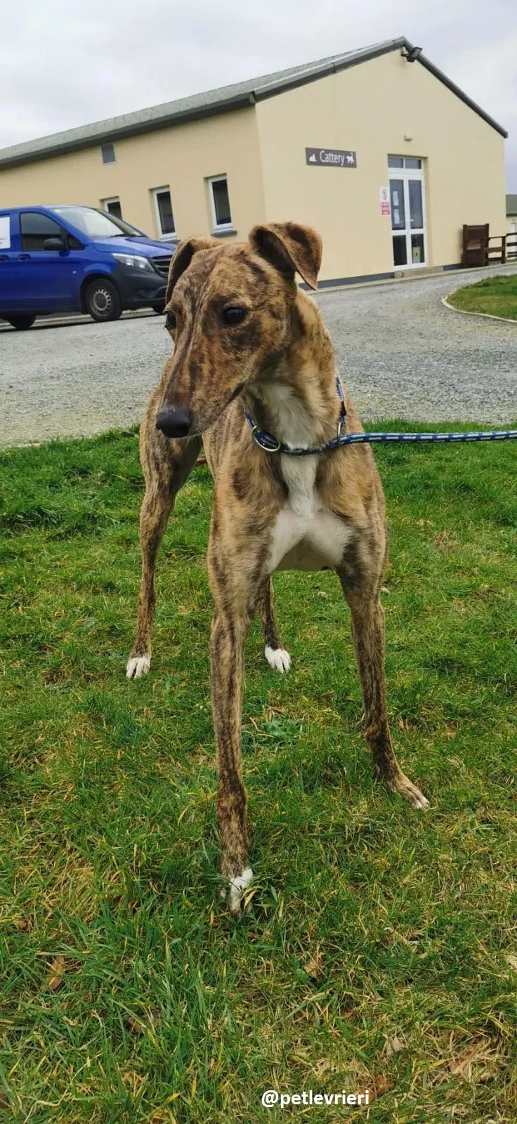 biden adozione greyhound 2