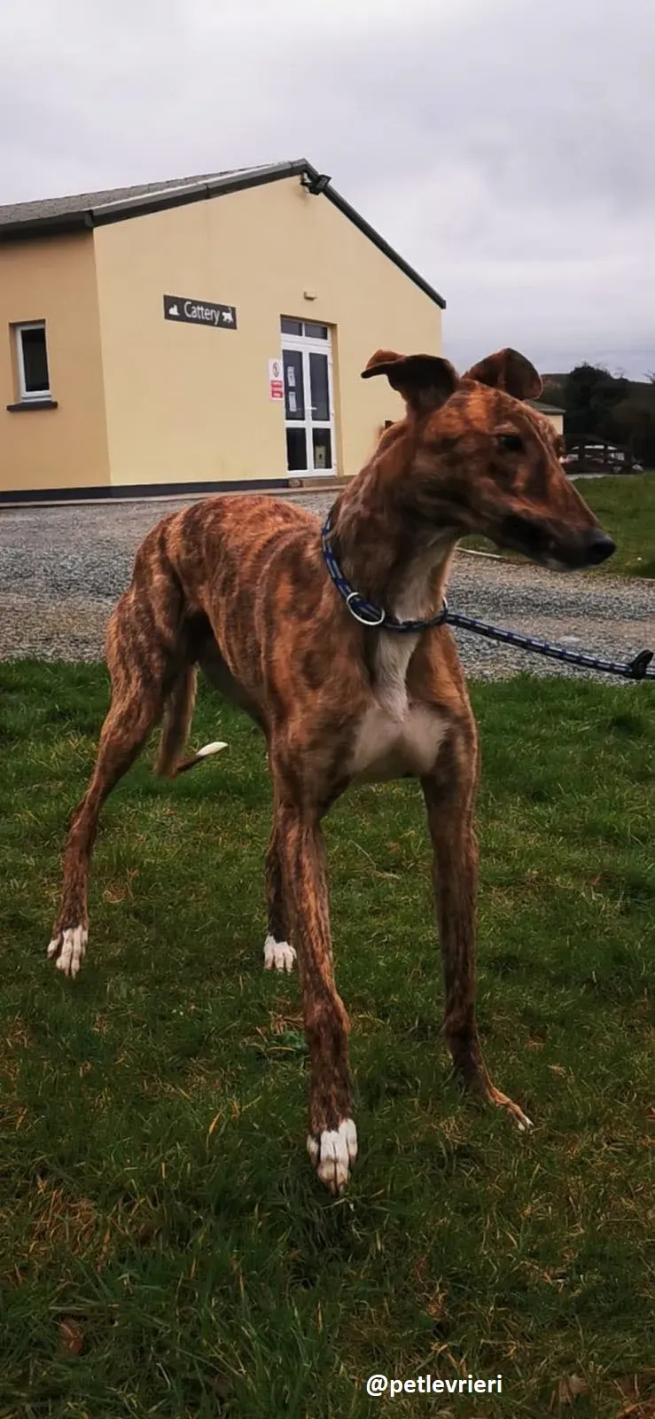 biden adozione greyhound 3