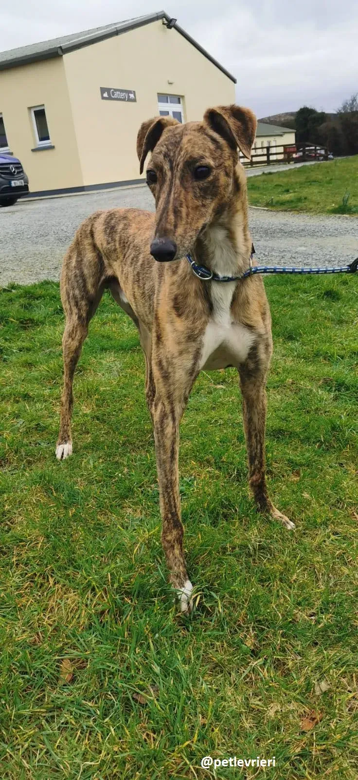 biden adozione greyhound 4