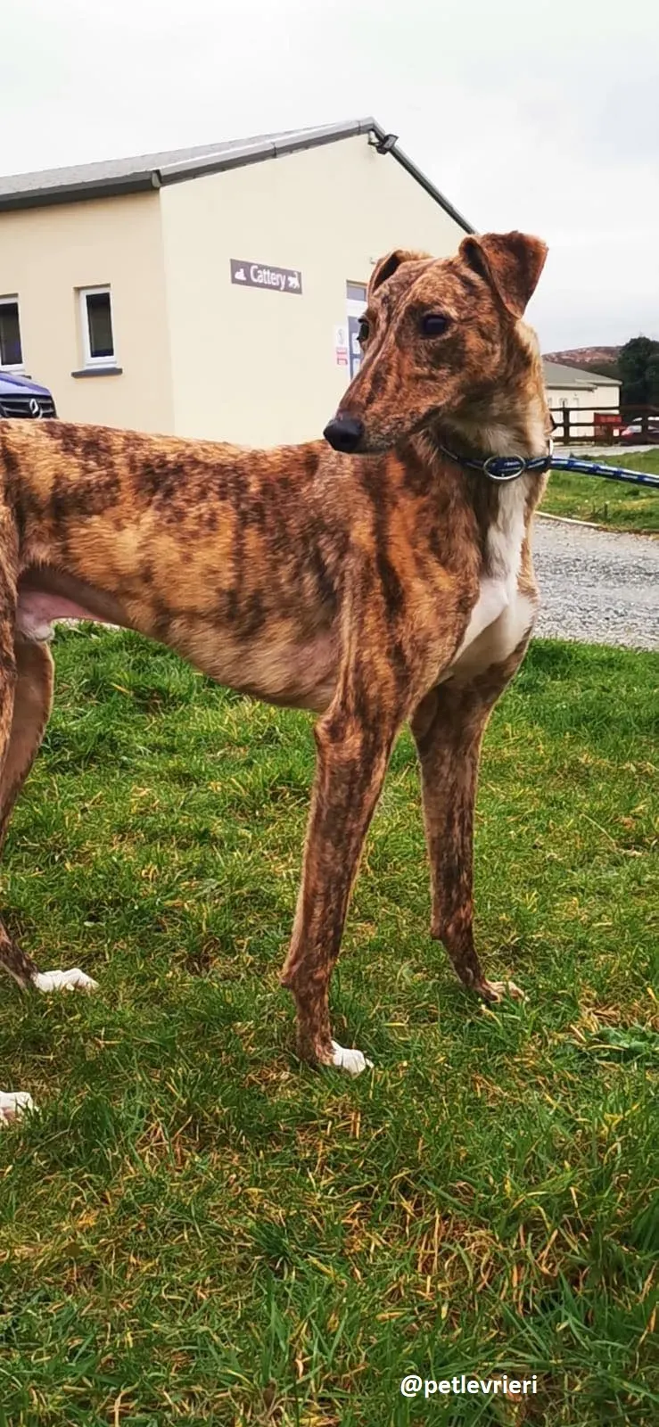 biden adozione greyhound 5