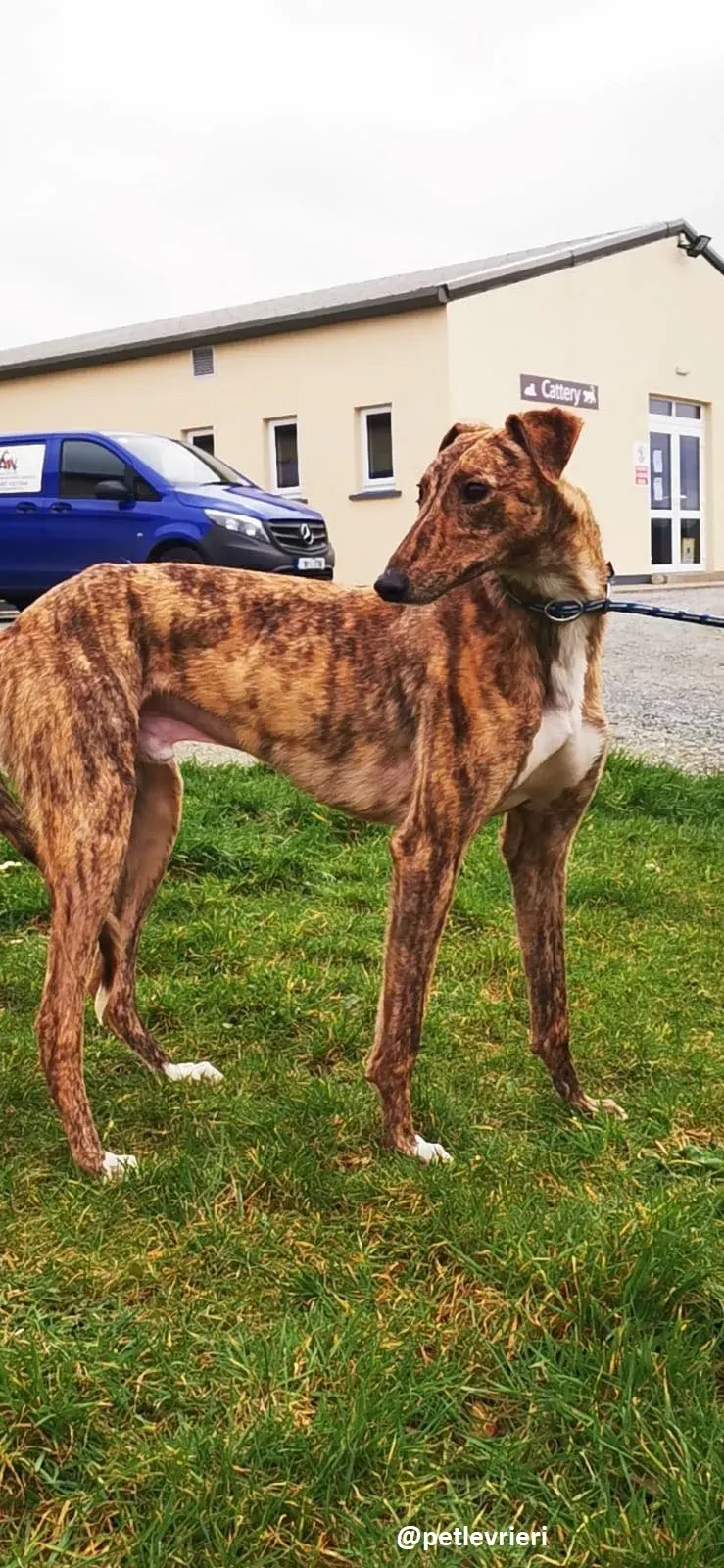 biden adozione greyhound 6