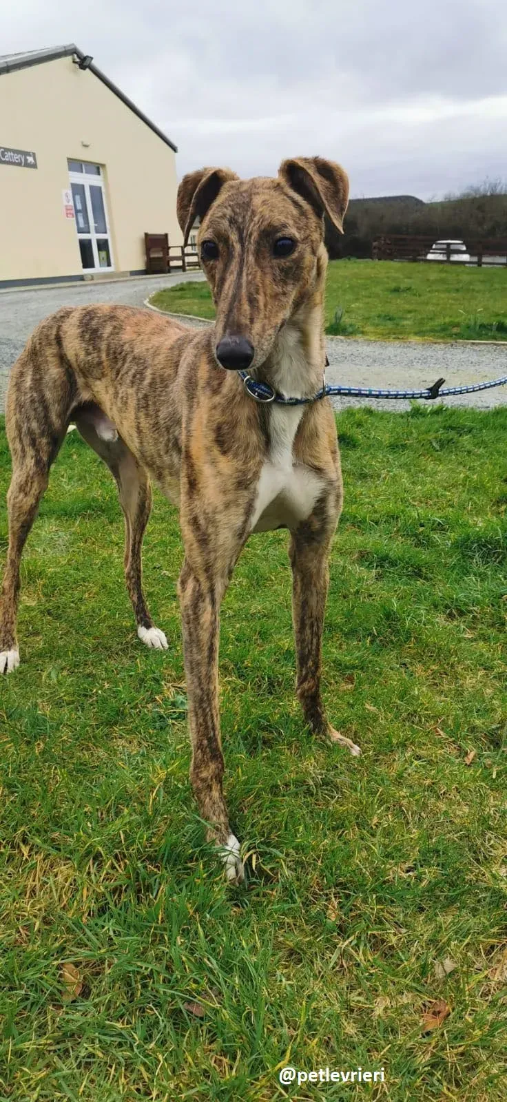 biden adozione greyhound