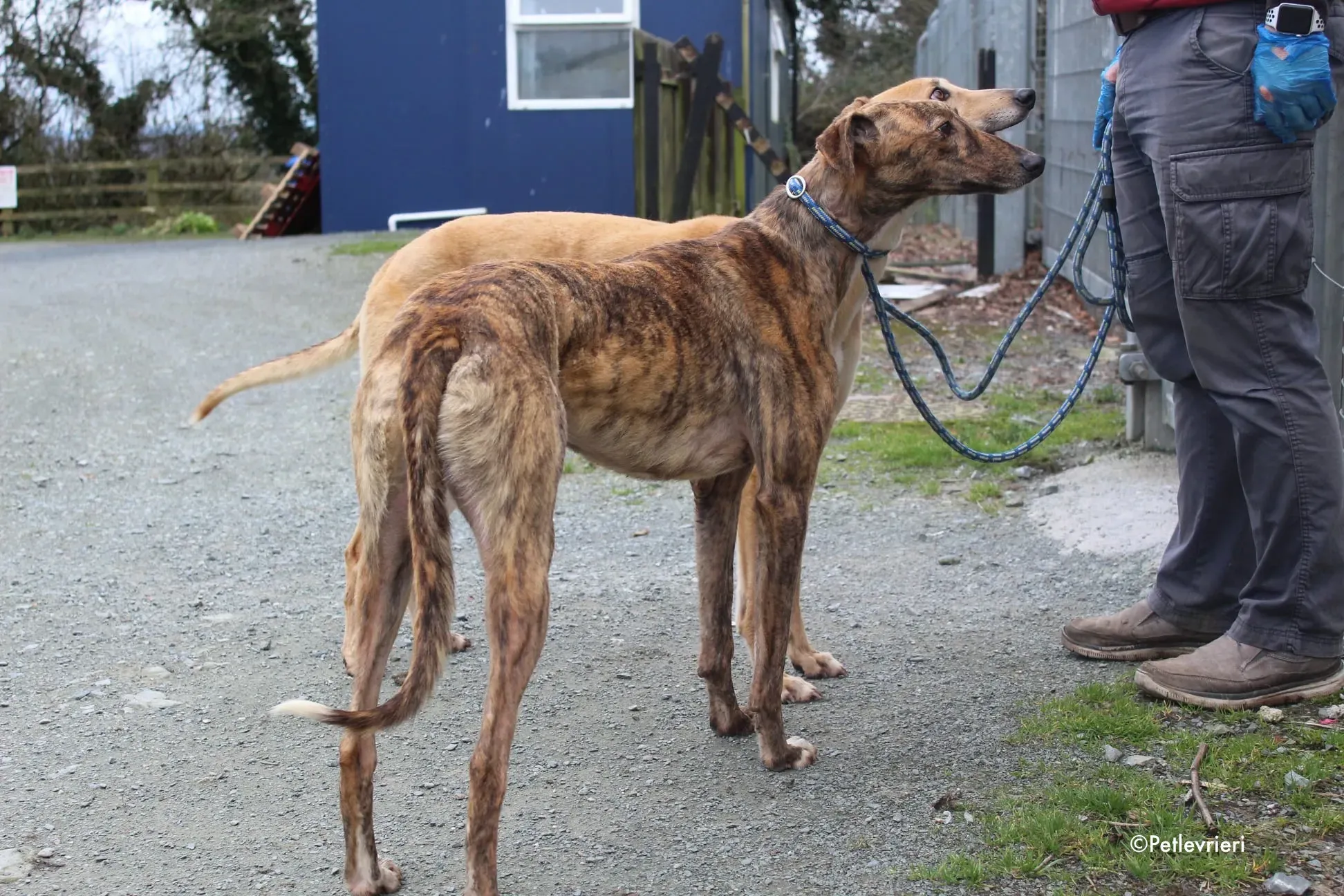 biden adozione levrieri greyhound 1