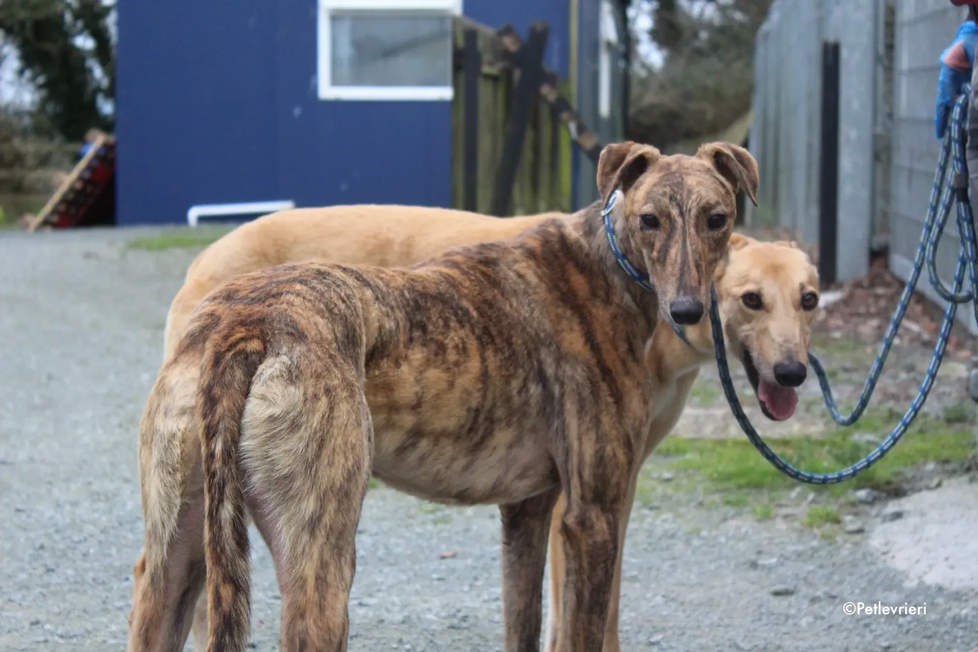 biden adozione levrieri greyhound 2