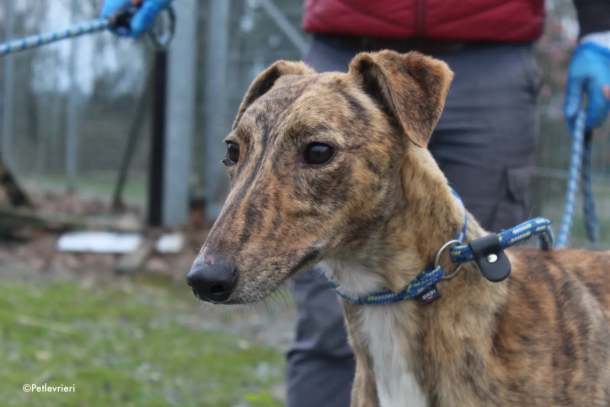 biden adozione levrieri greyhound 3