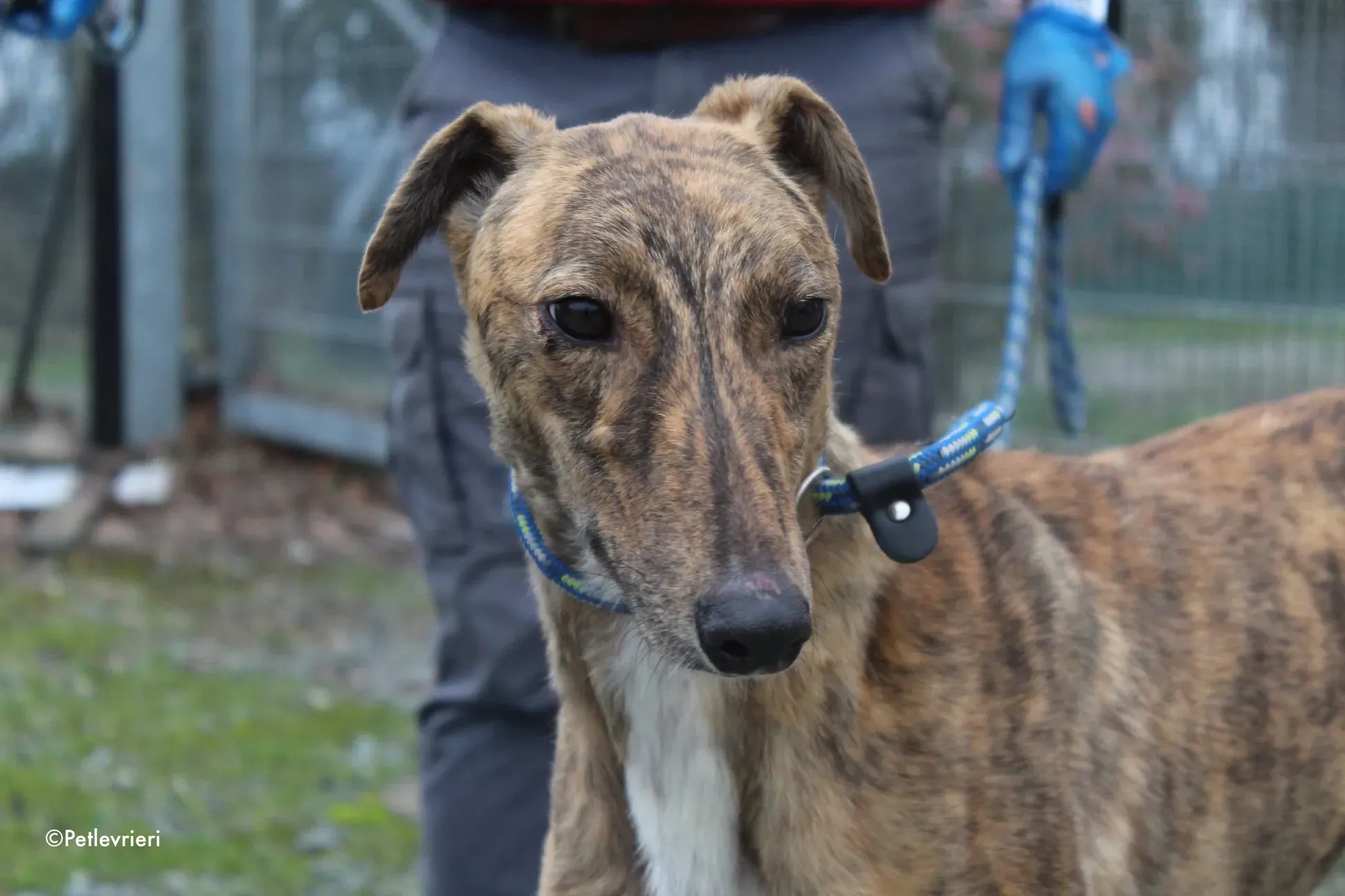 biden adozione levrieri greyhound 4