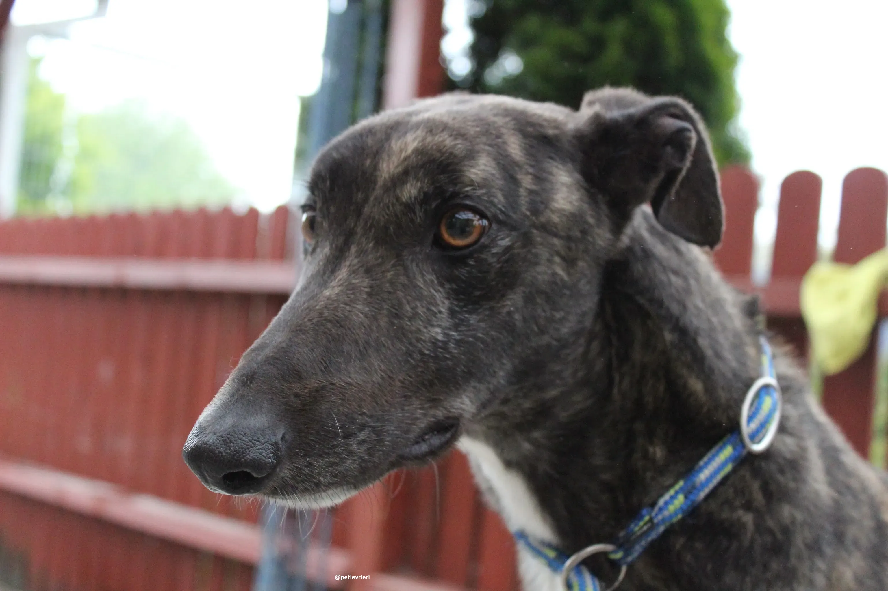 bill adozione greyhound 1