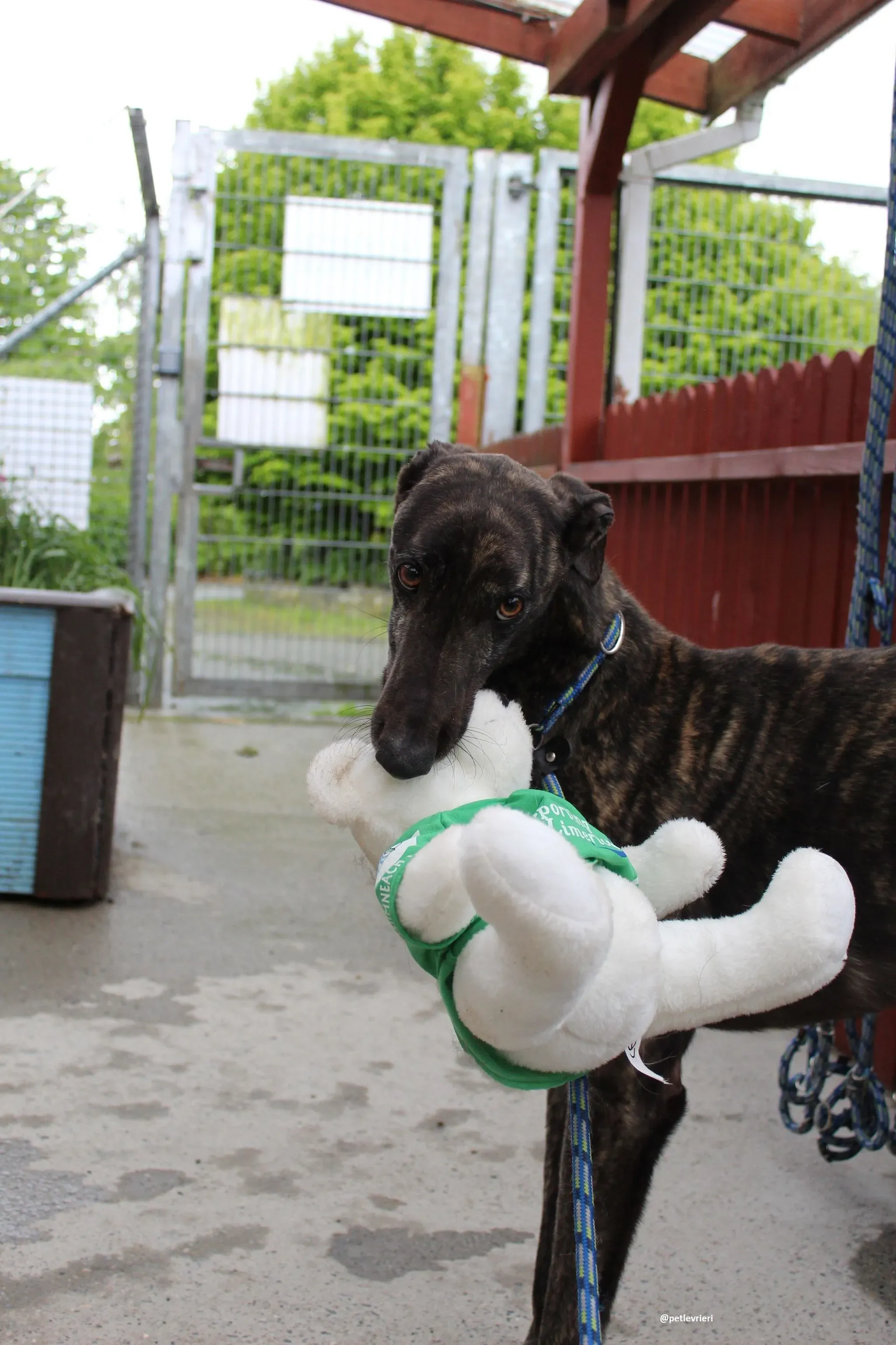 bill adozione greyhound 2