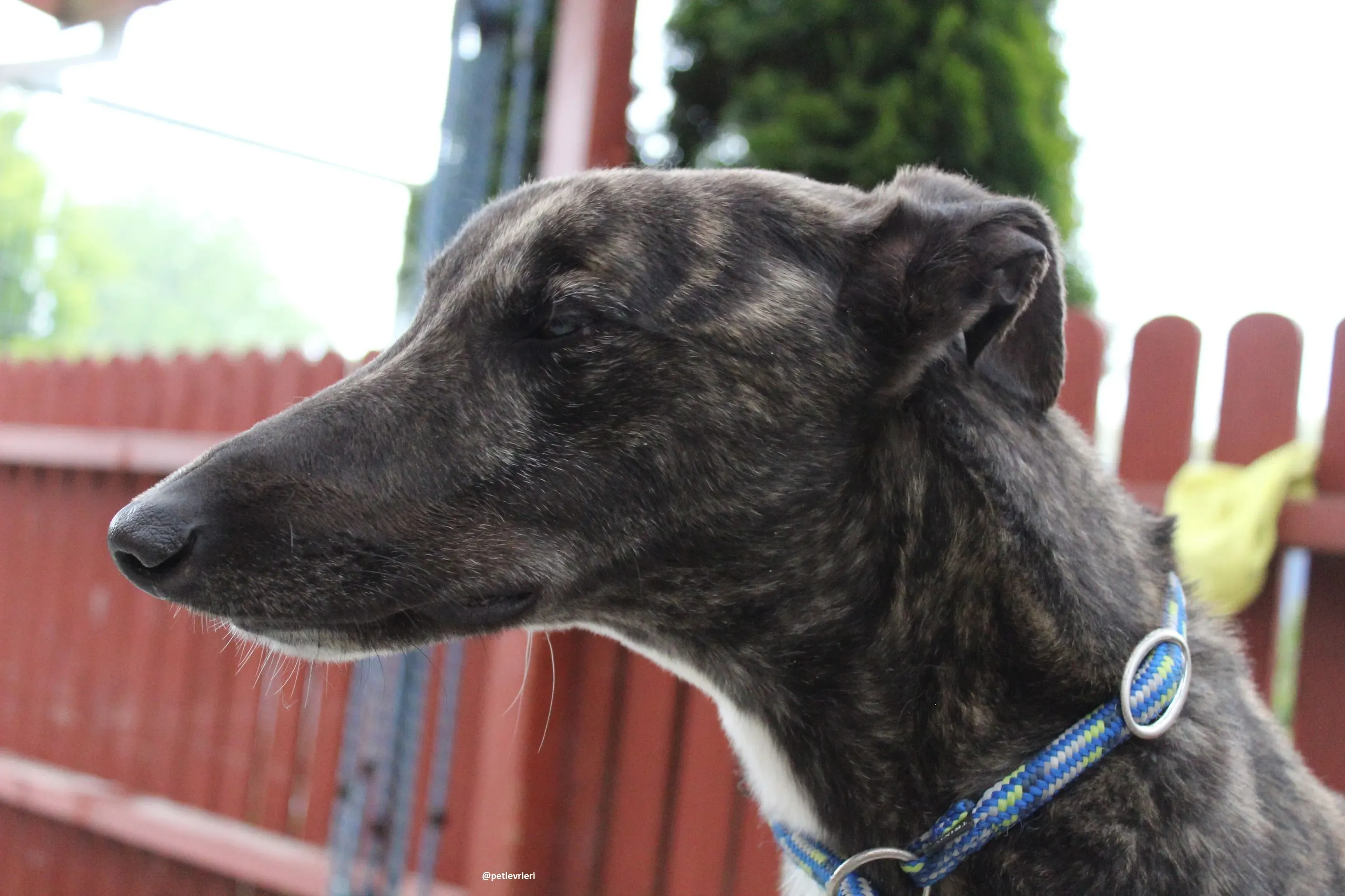 bill adozione greyhound 3