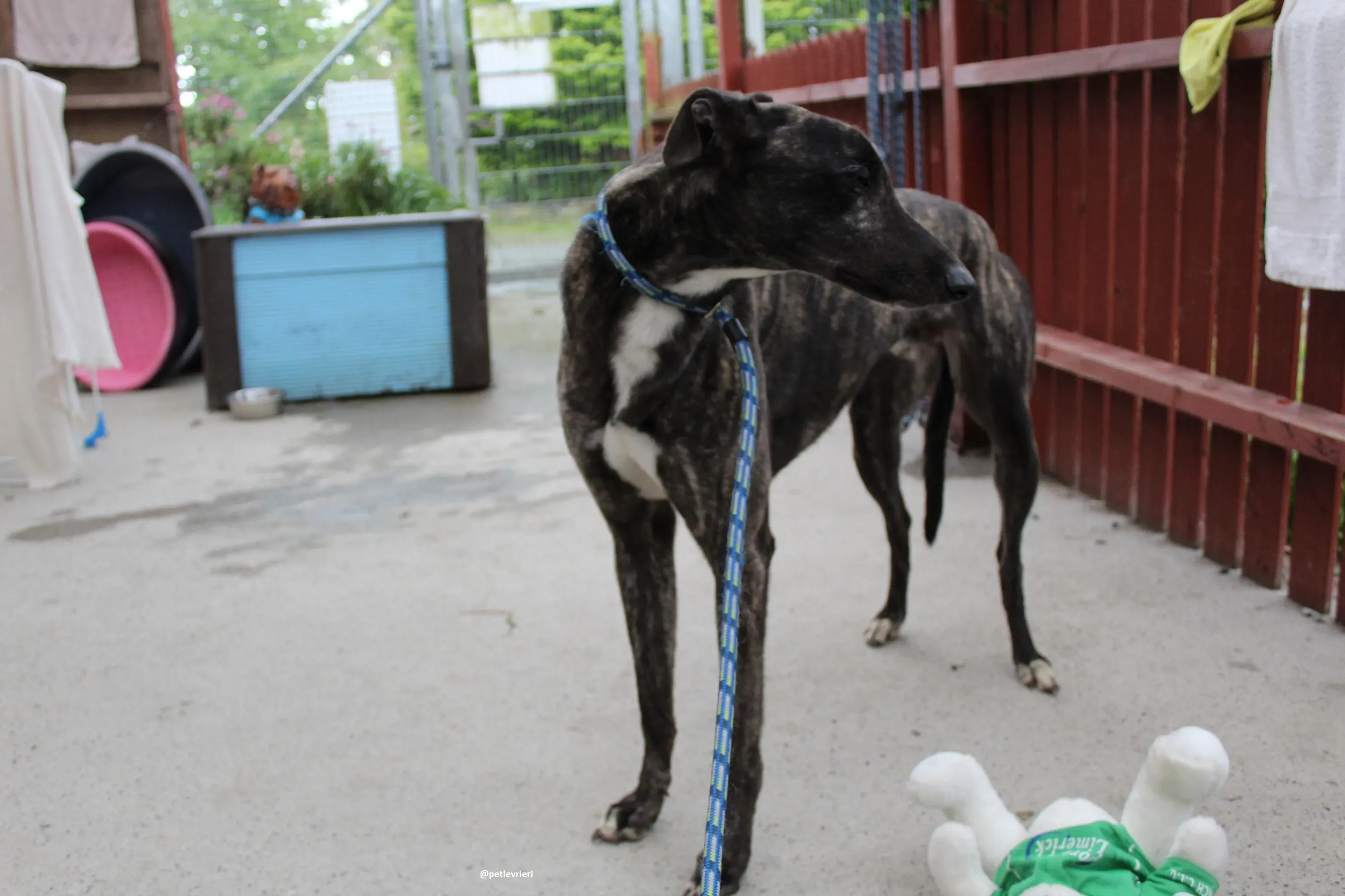 bill adozione greyhound 4