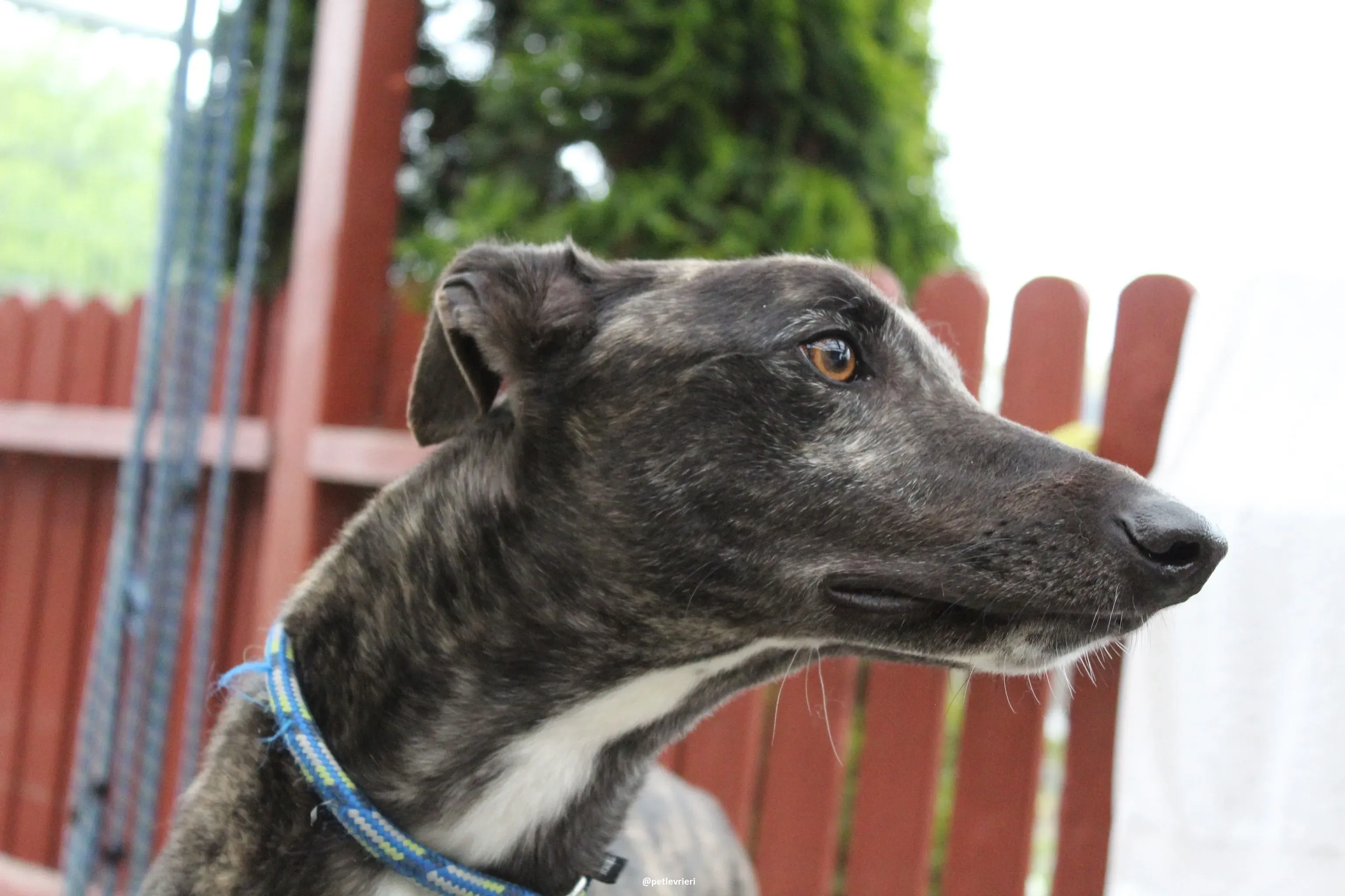 bill adozione greyhound 5