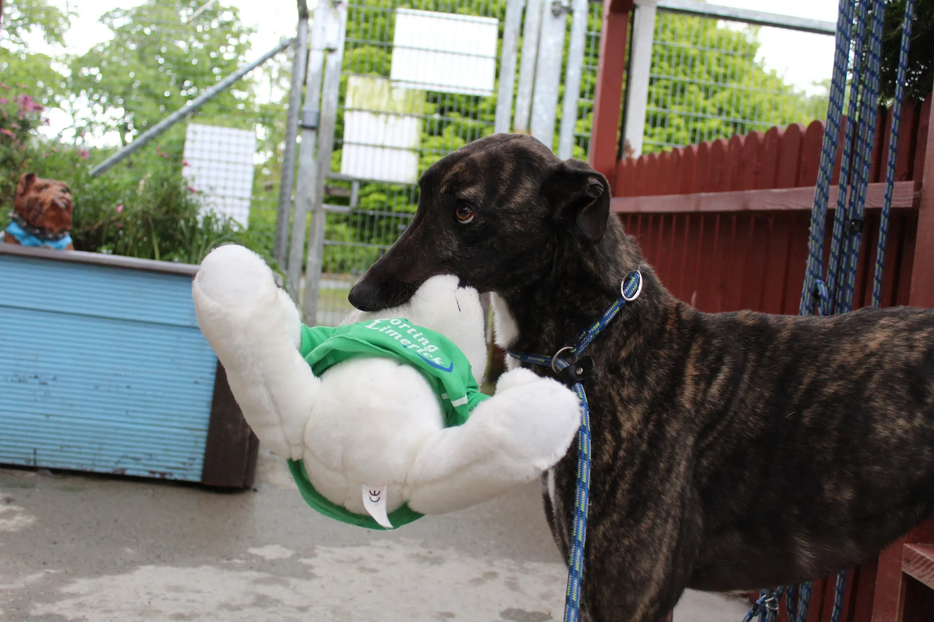 bill adozione greyhound 7