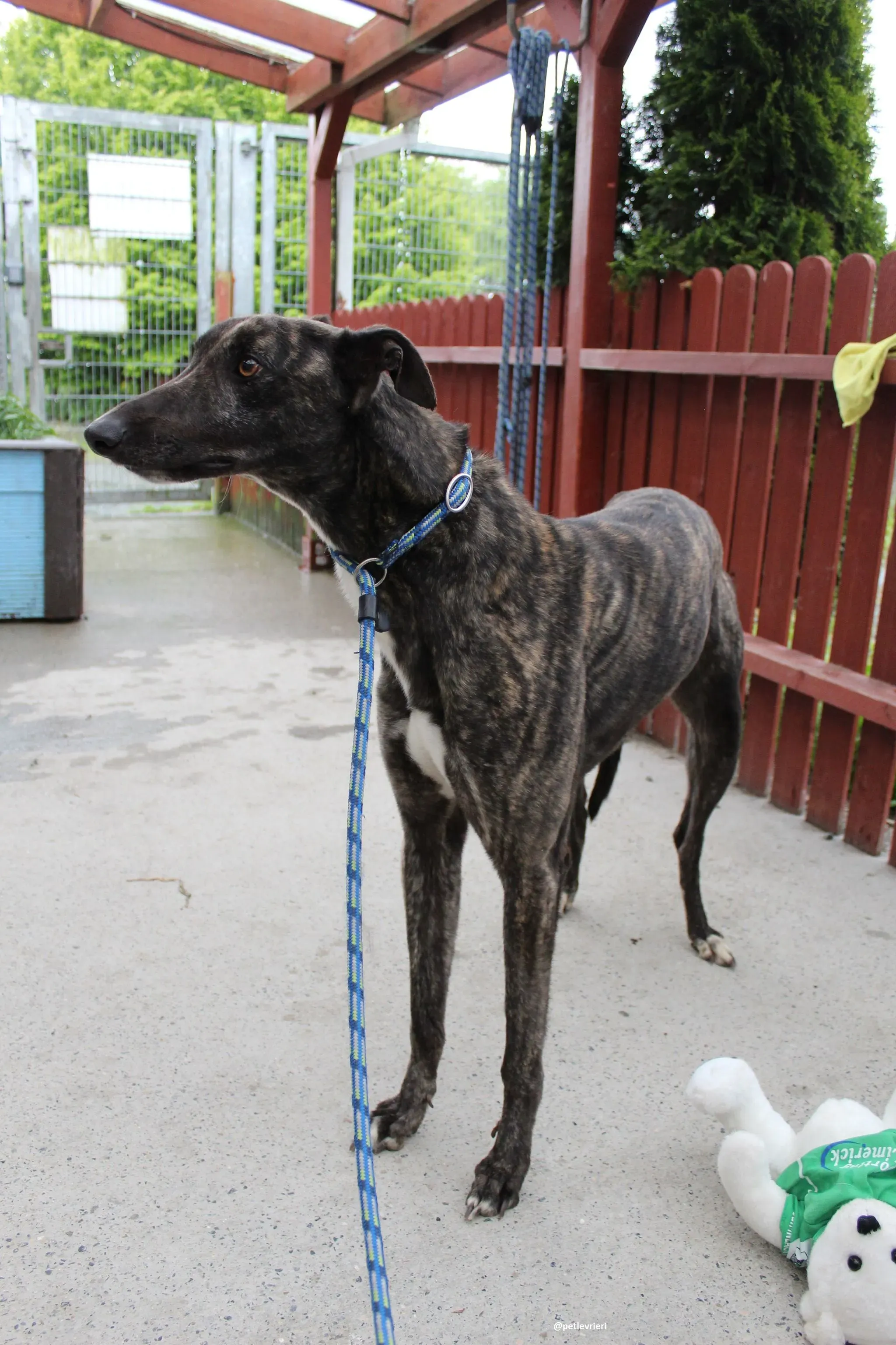 bill adozione greyhound