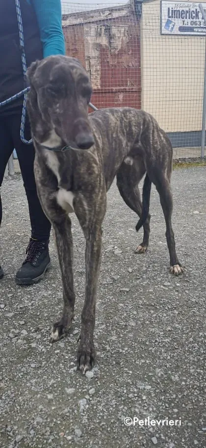 bill adozione levrieri greyhound 1 1
