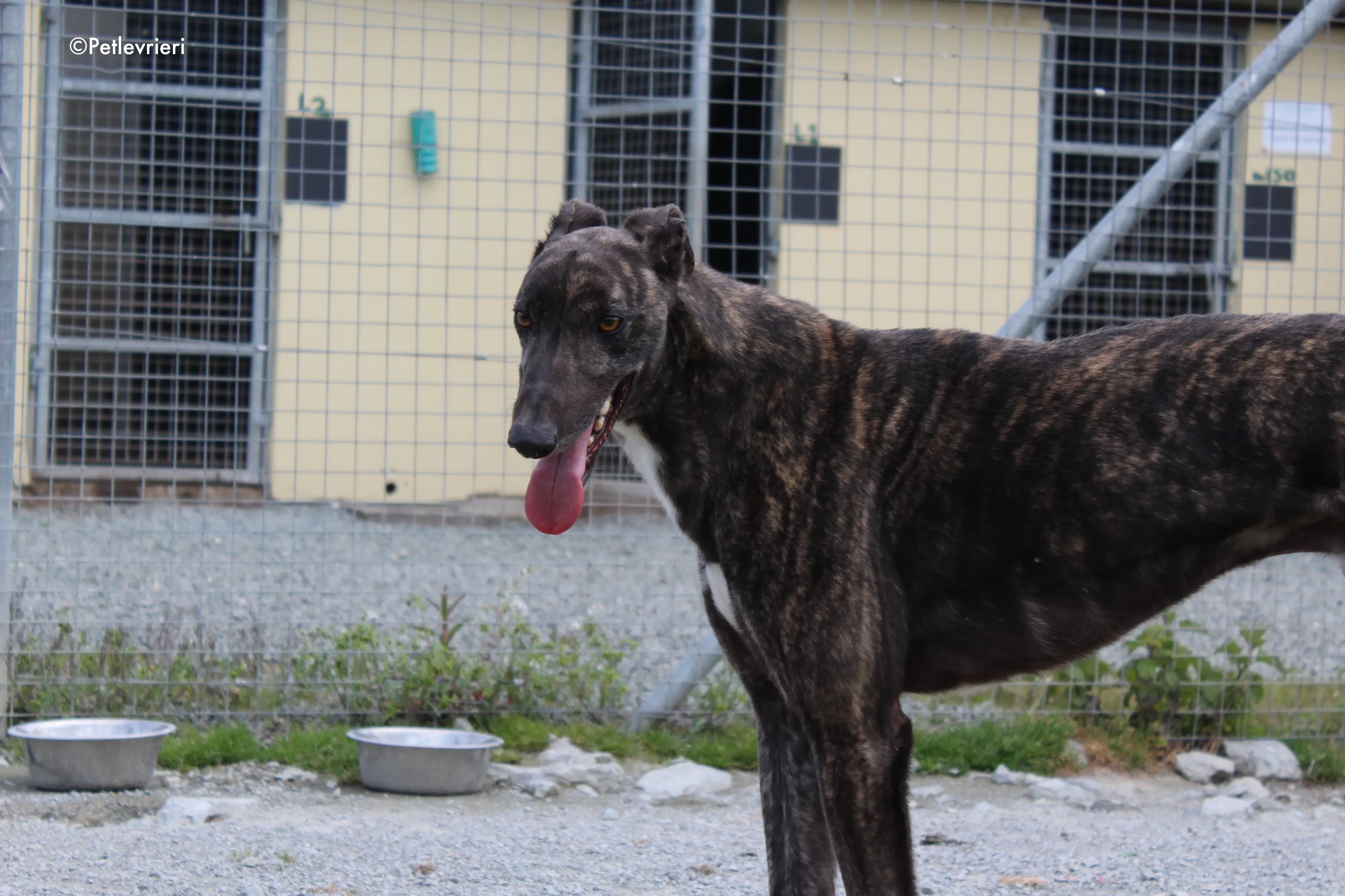 bill adozione levrieri greyhound 1 2