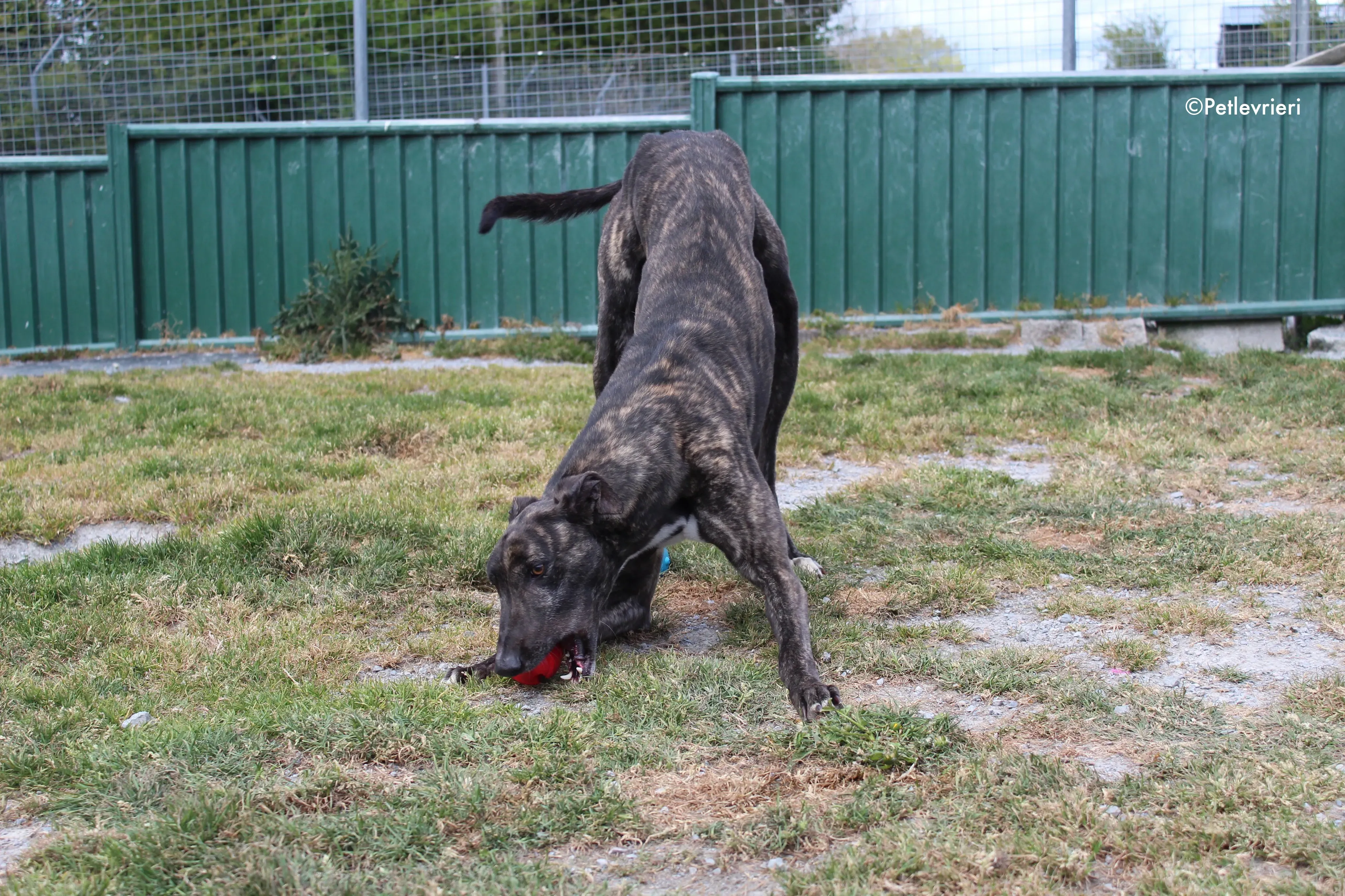 bill adozione levrieri greyhound 10