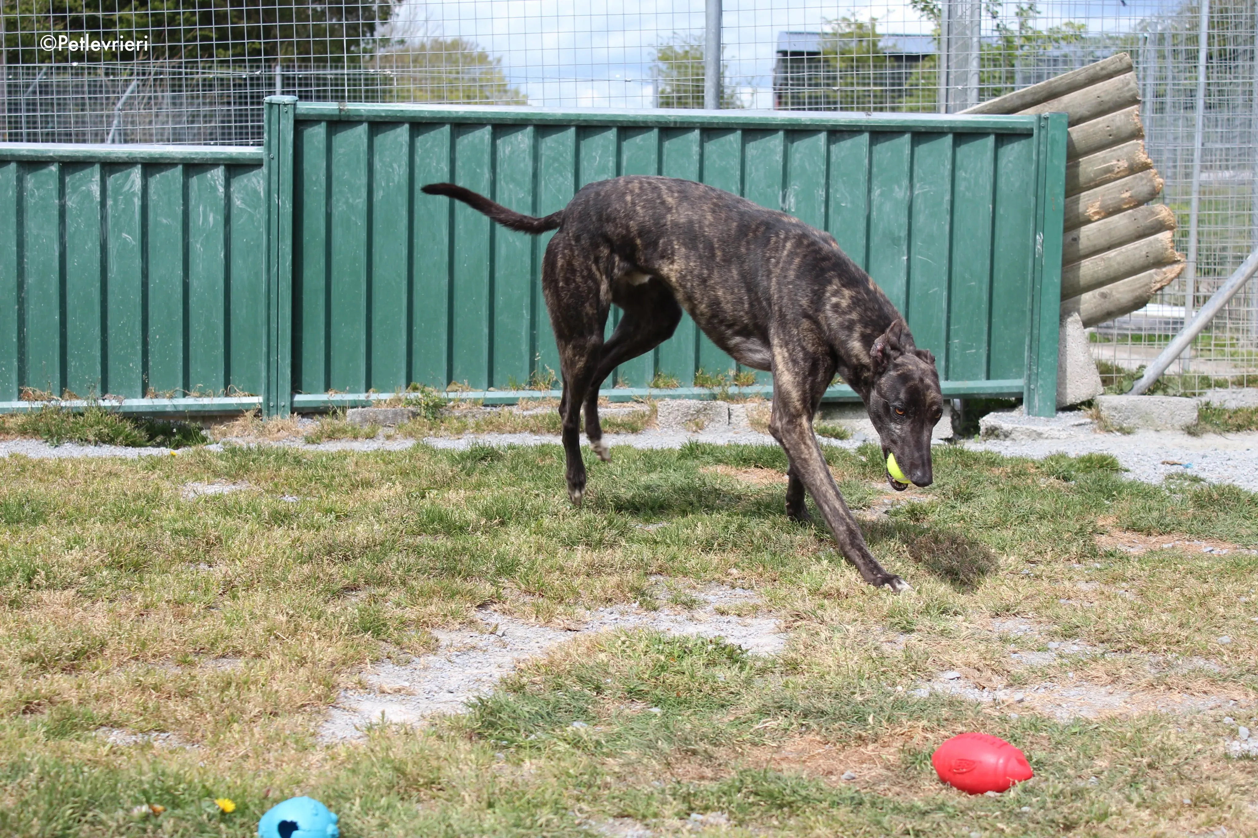 bill adozione levrieri greyhound 11