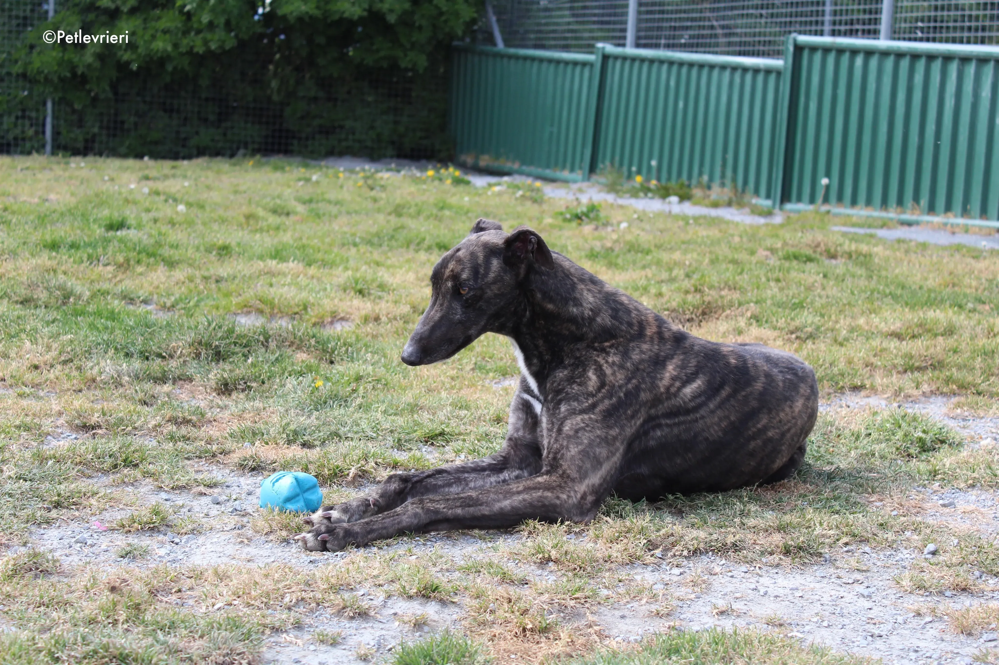 bill adozione levrieri greyhound 12