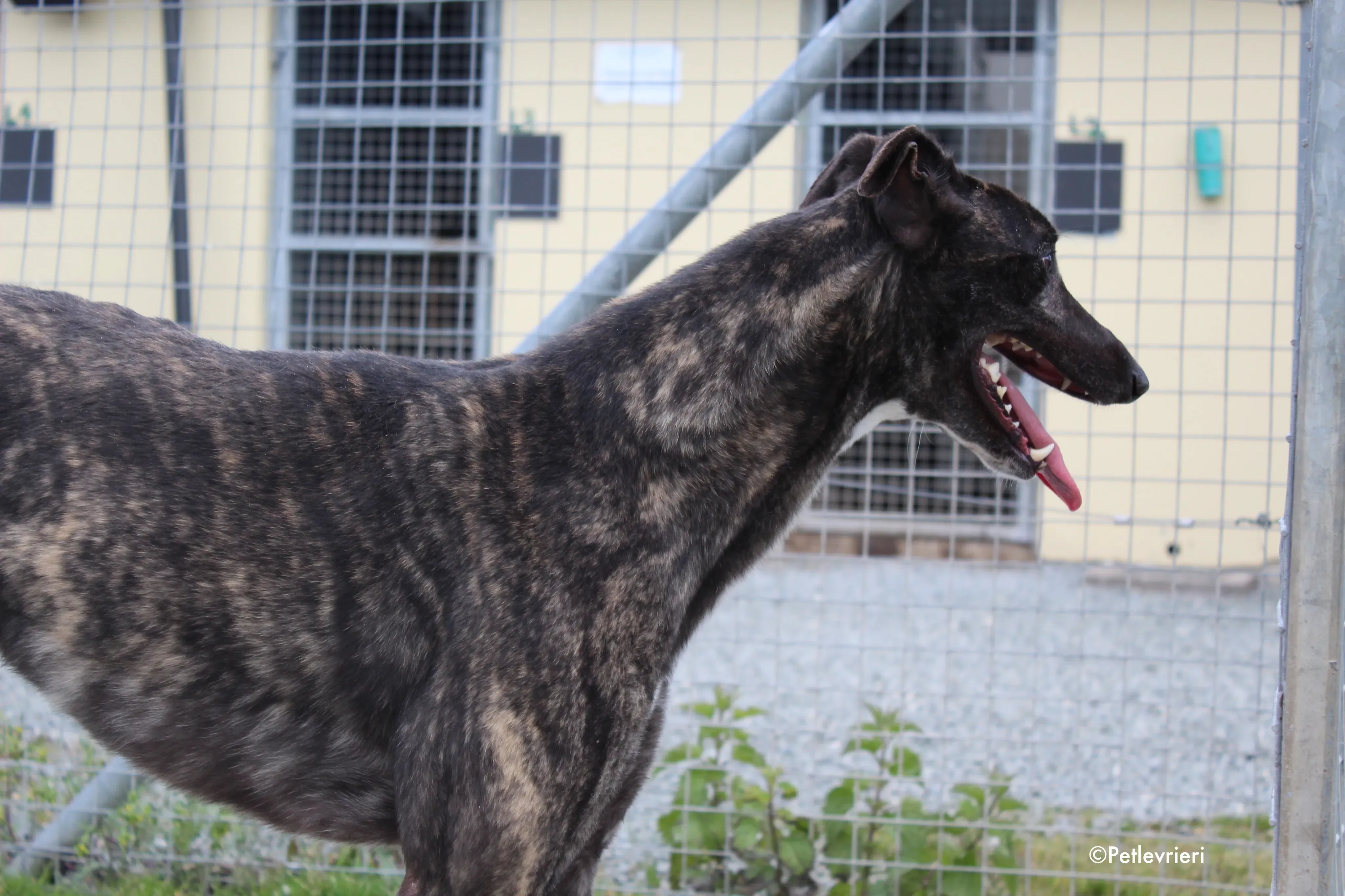 bill adozione levrieri greyhound 13