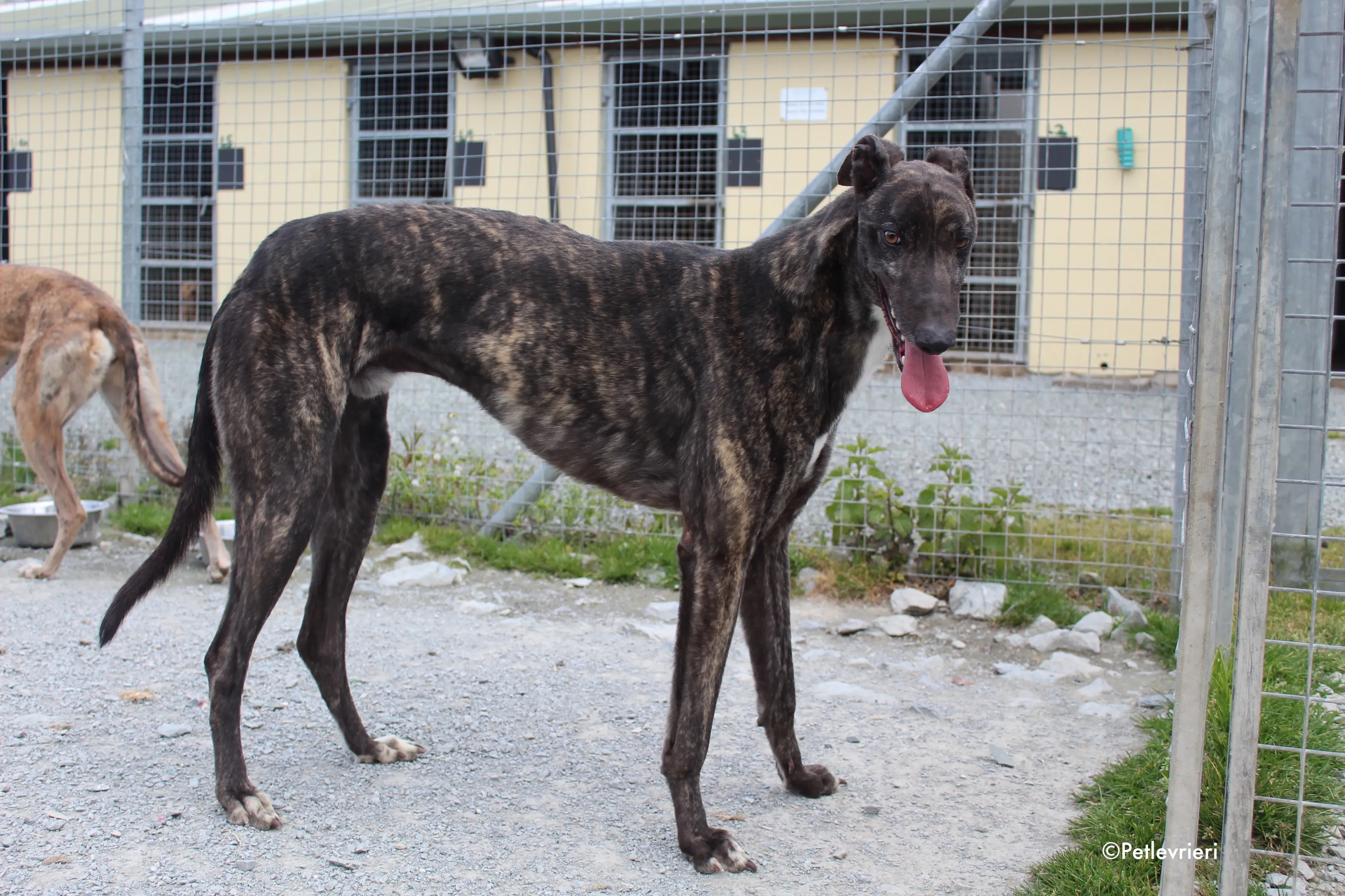 bill adozione levrieri greyhound 14