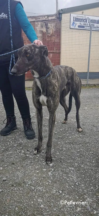 bill adozione levrieri greyhound 2 1