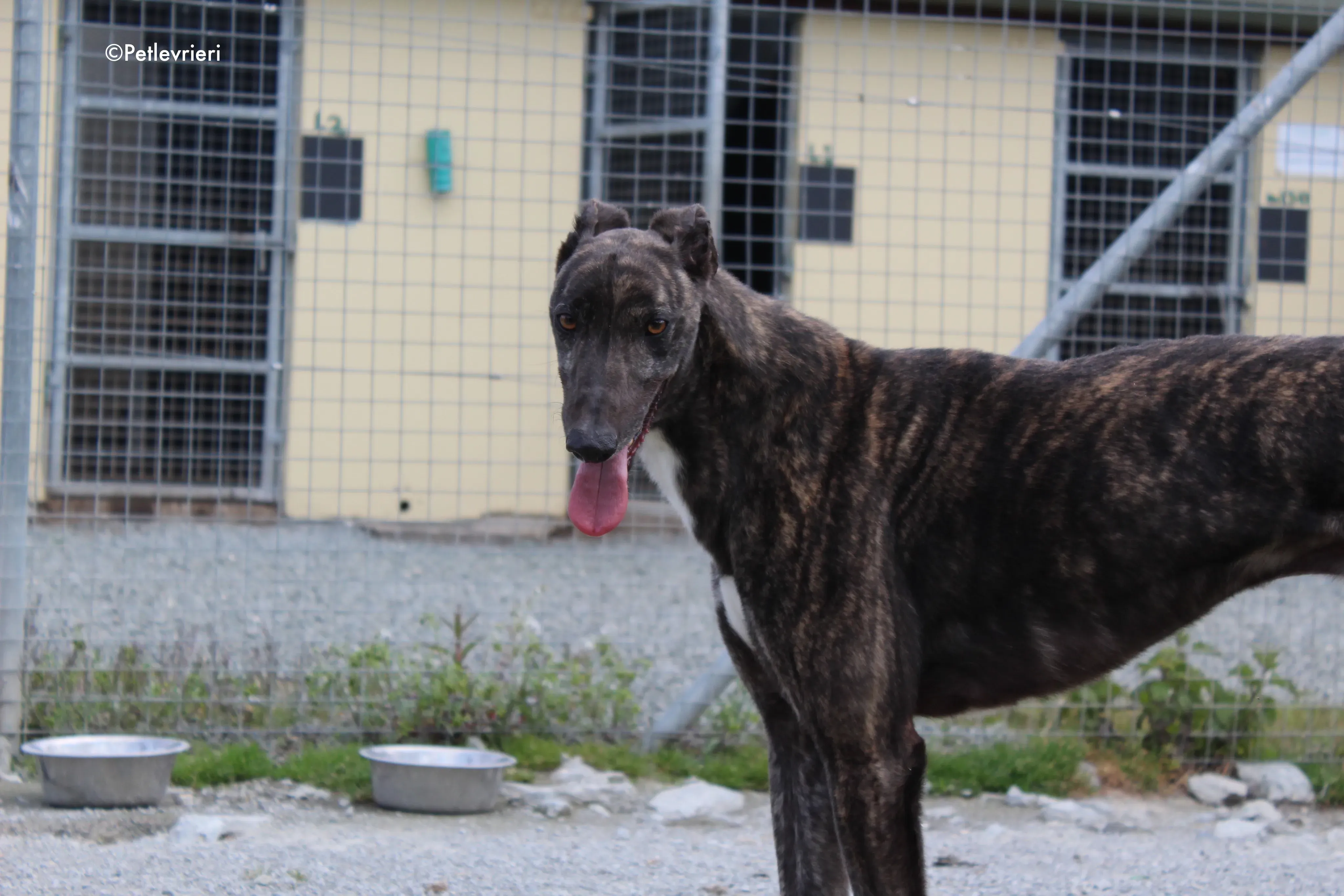 bill adozione levrieri greyhound 2 2