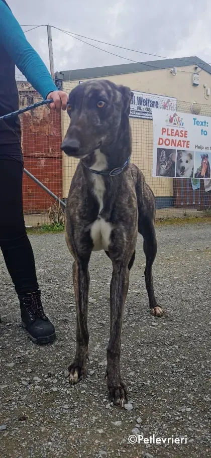 bill adozione levrieri greyhound 3 1