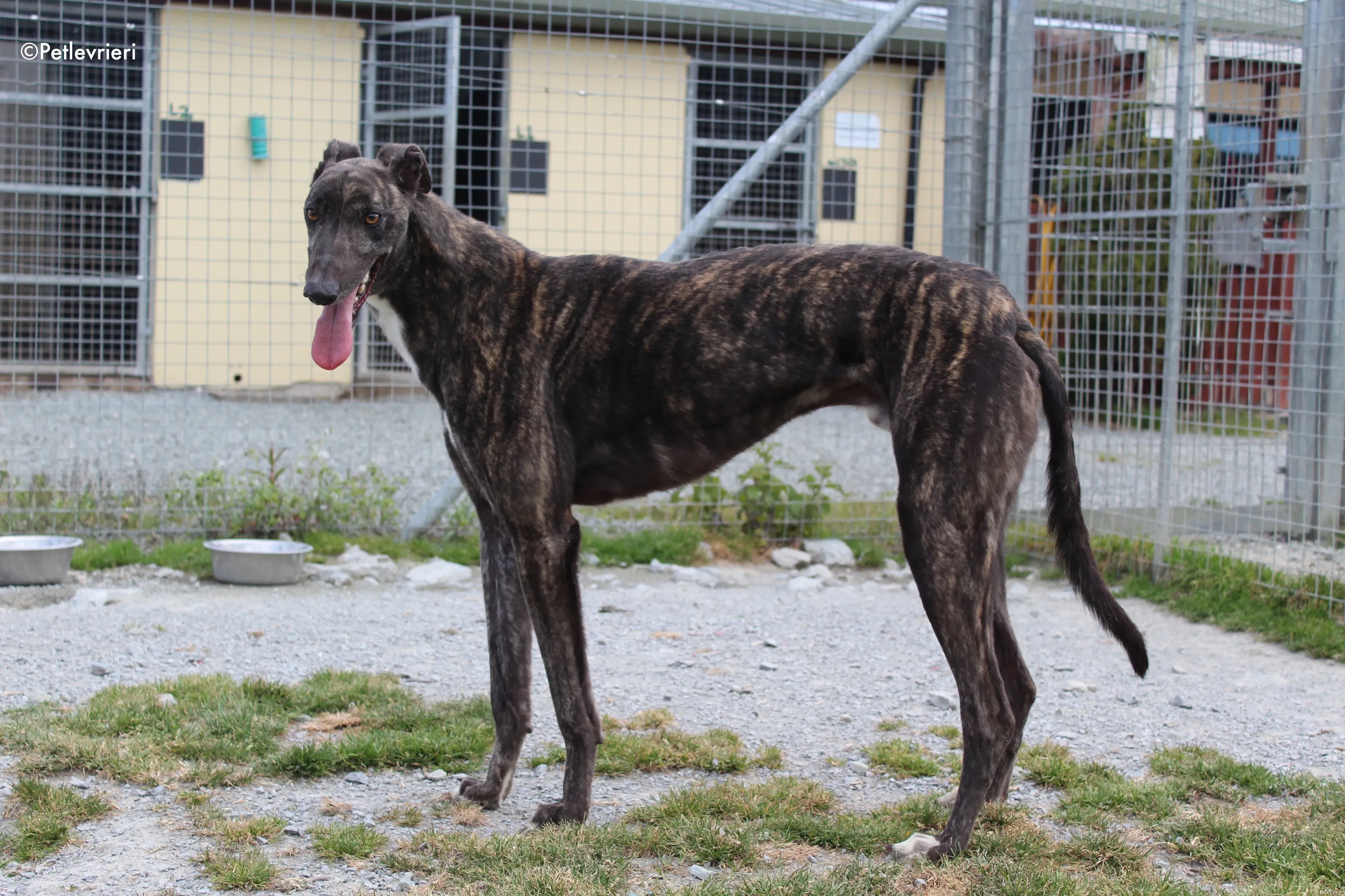 bill adozione levrieri greyhound 3 2