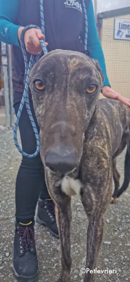 bill adozione levrieri greyhound 4 1
